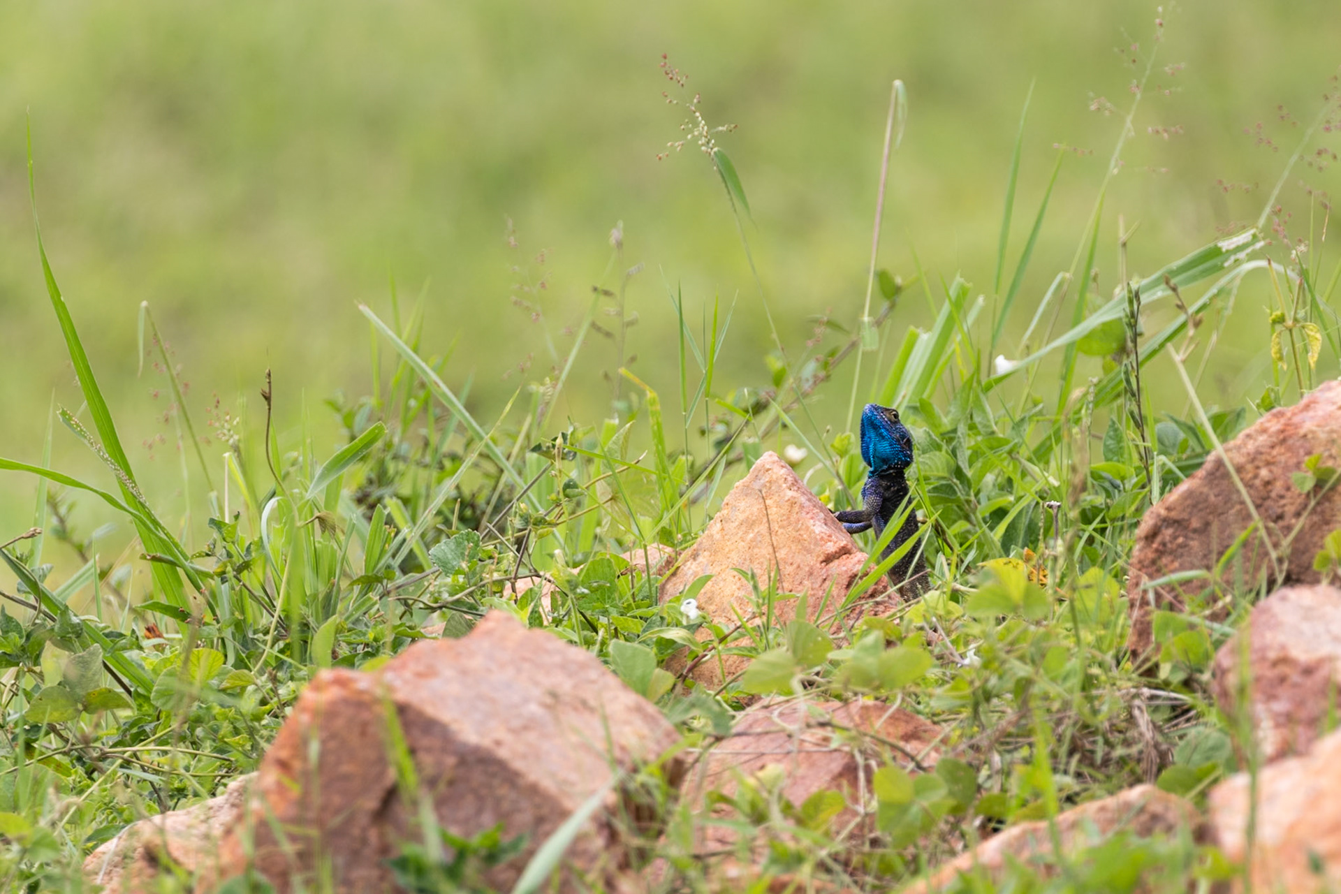 Bigodi Swamp, Uganda