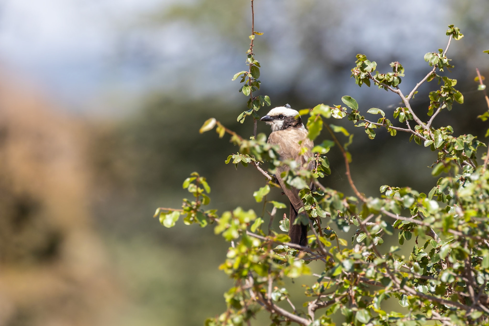 Tarangire National Park, Tanzania