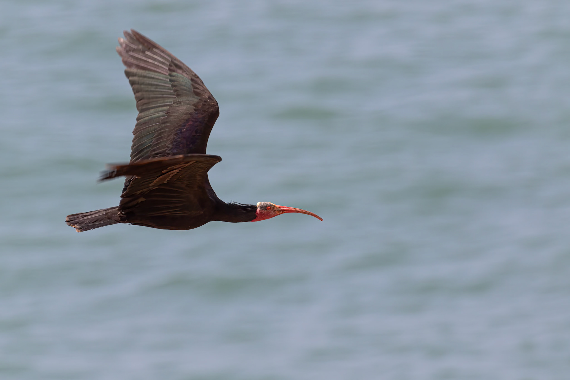 Souss-Massa National Park, Morocco