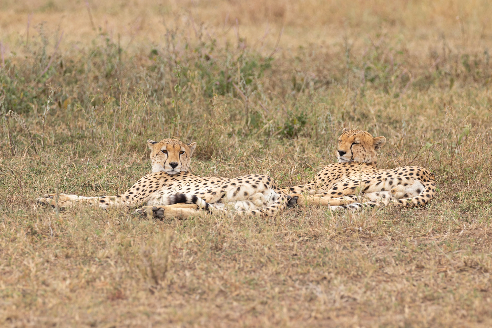 Serengeti National Park, Tanzania