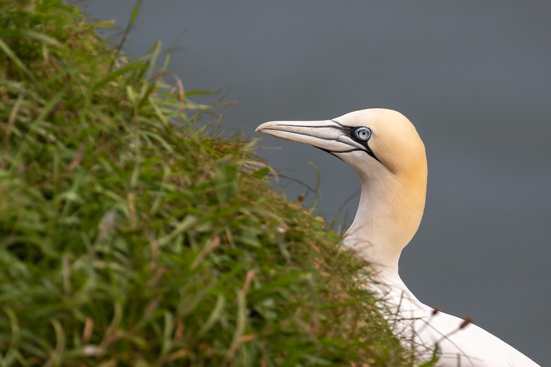 Bempton Cliffs, United Kingdom