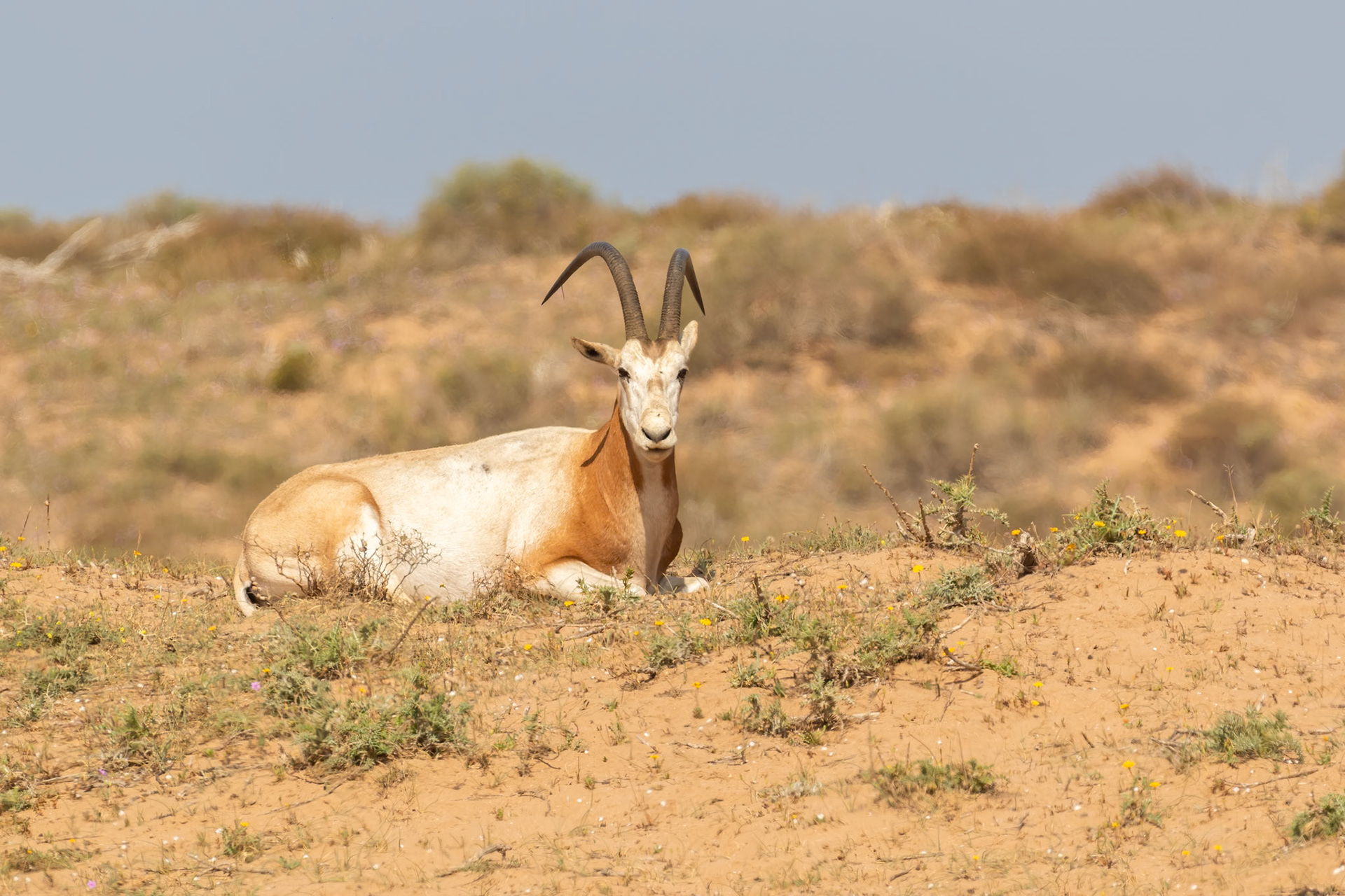 Souss-Massa National Park, Morocco