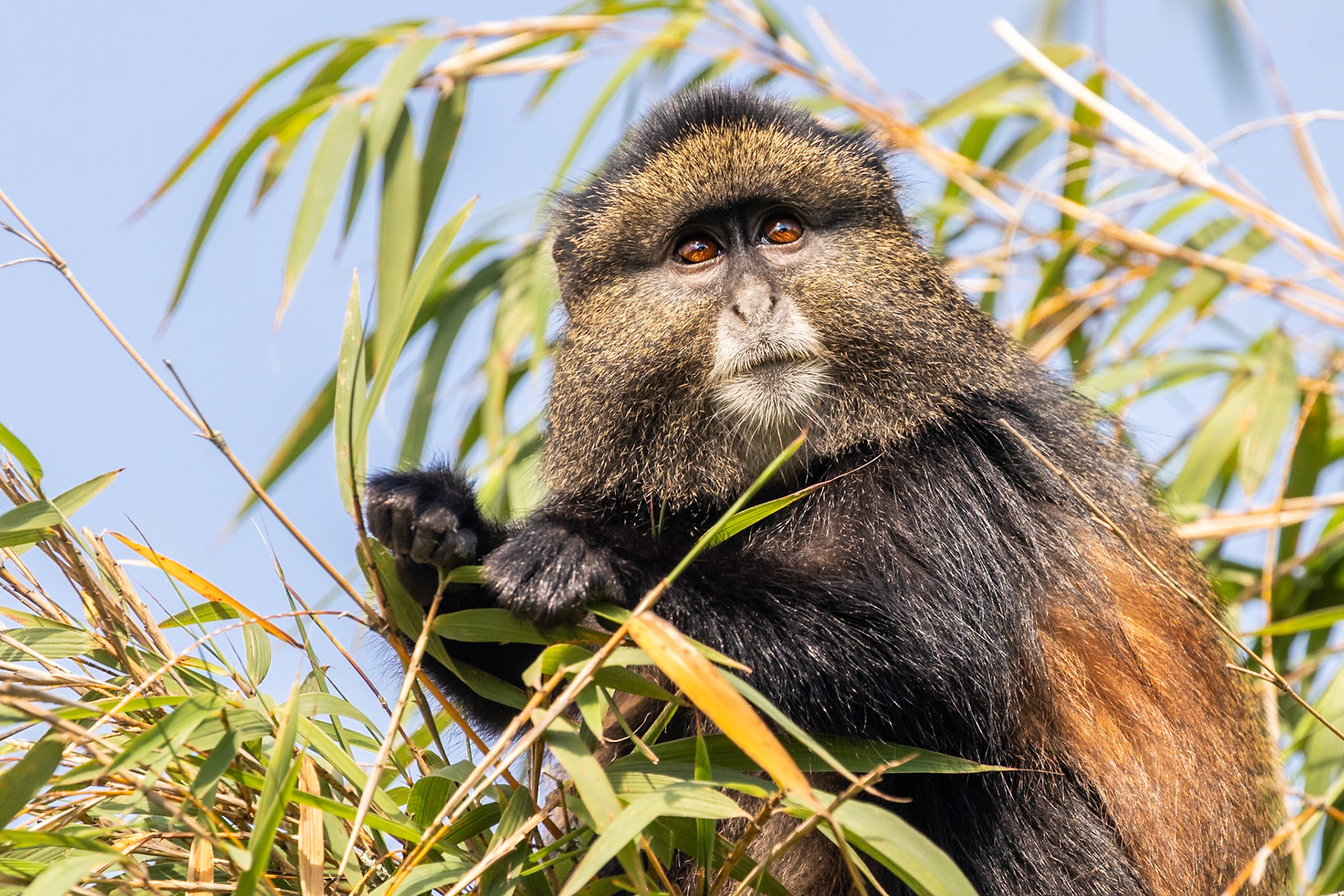 Volcanoes National Park, Rwanda