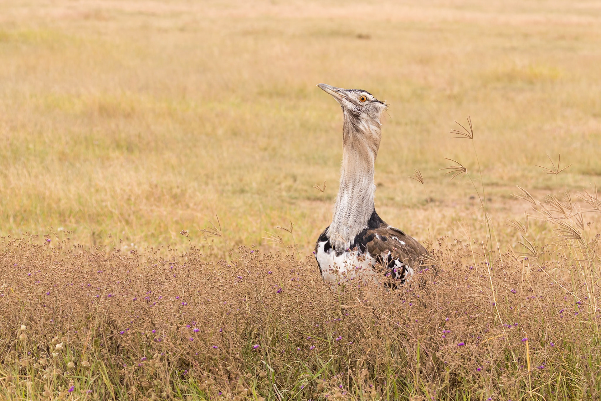 Ngorongoro National Park, Tanzania