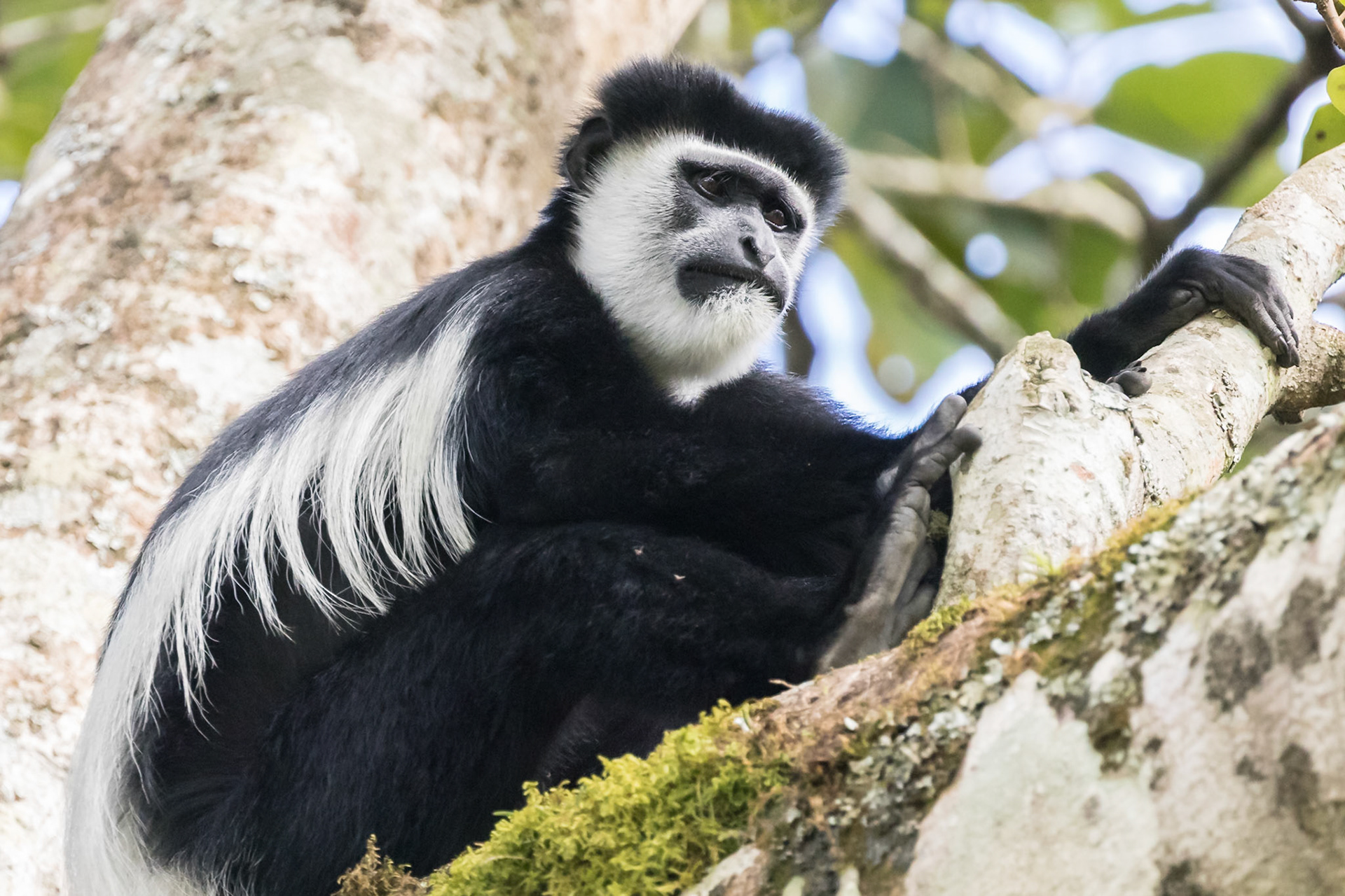 Bigodi Swamp, Uganda