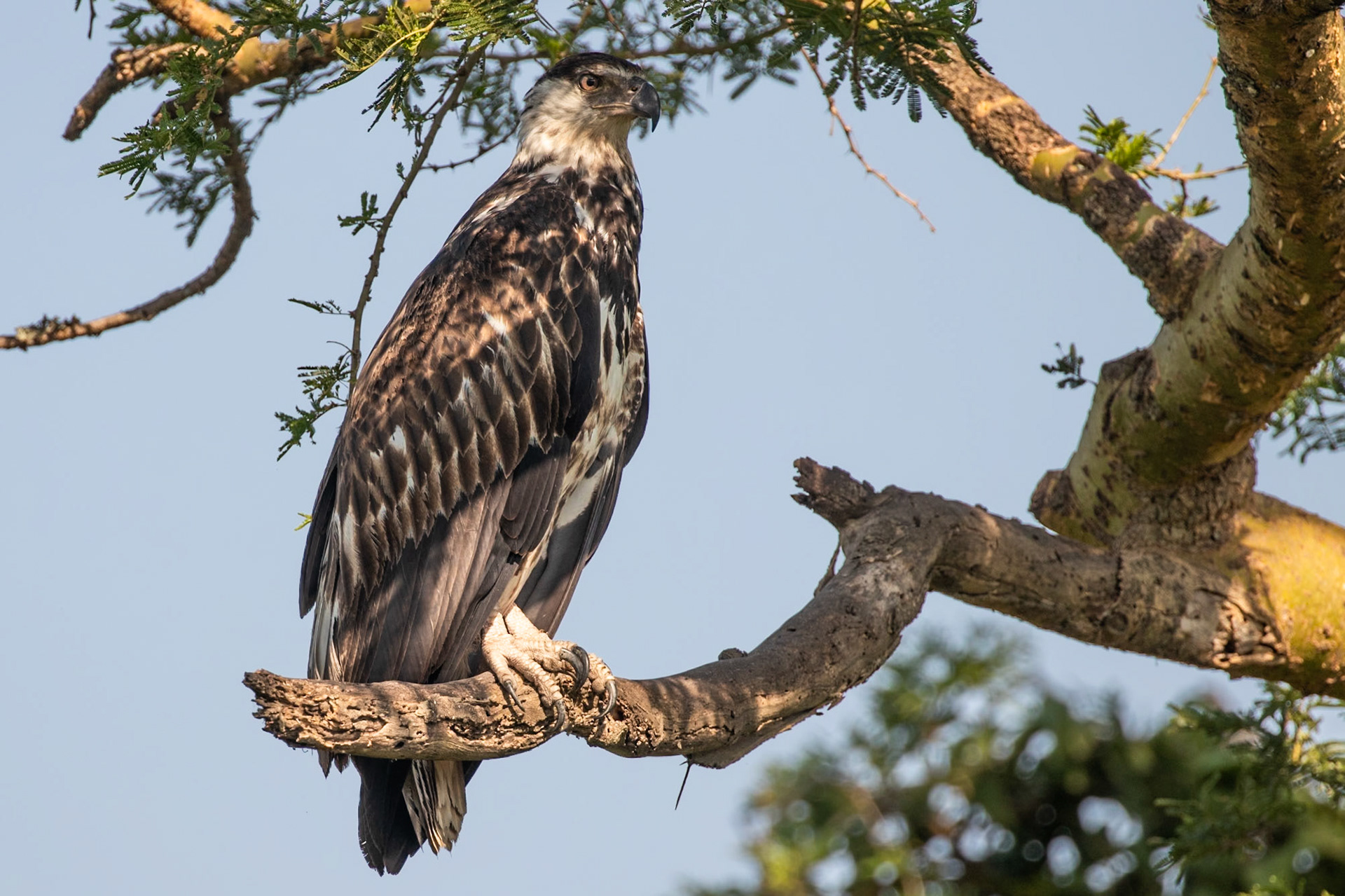 Queen Elizabeth National Park, Uganda