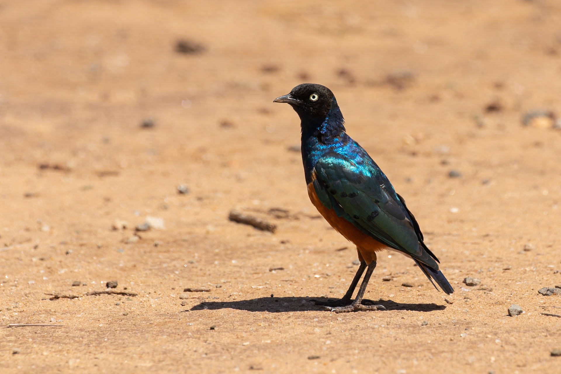Tarangire National Park, Tanzania