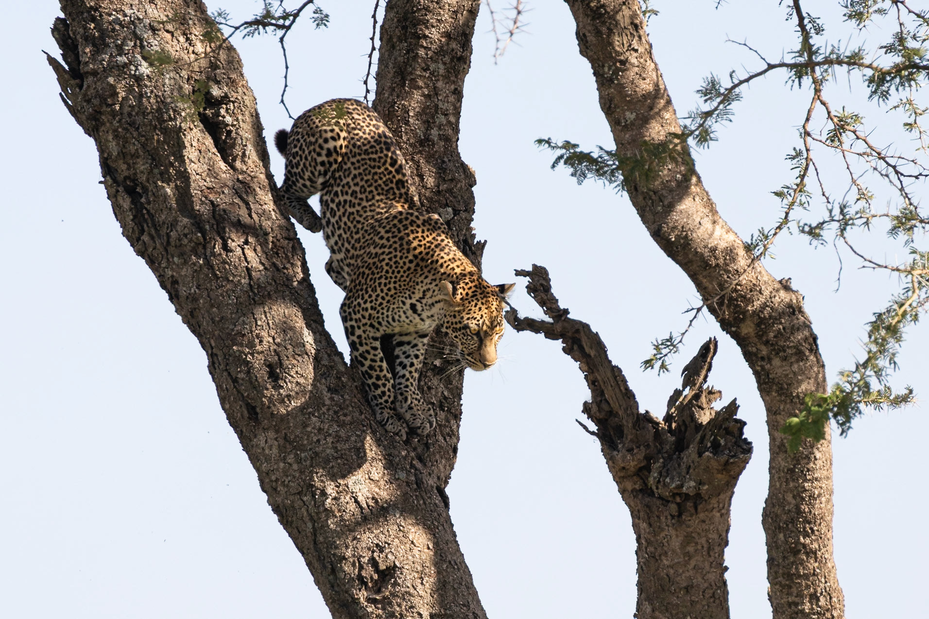 Serengeti National Park, Tanzania