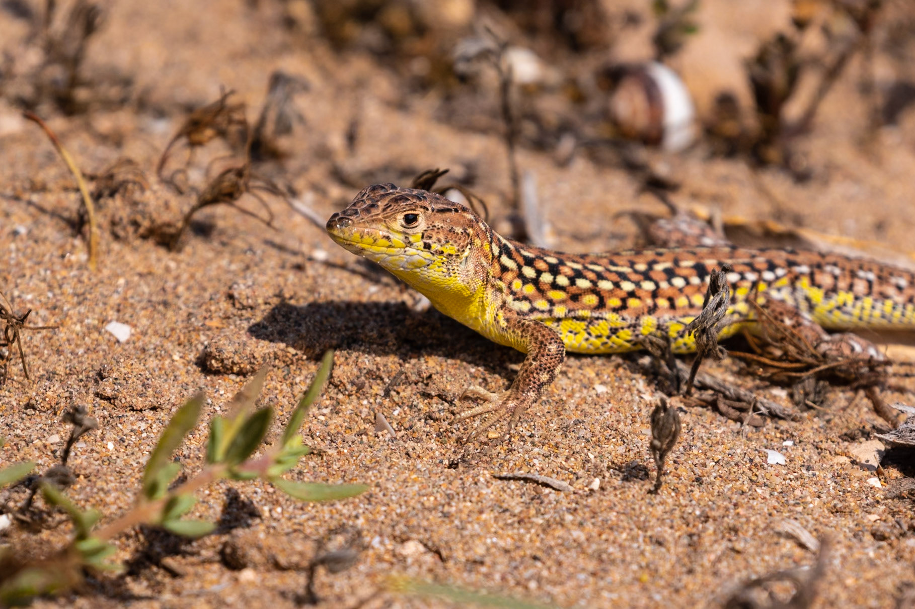 Souss-Massa National Park, Morocco