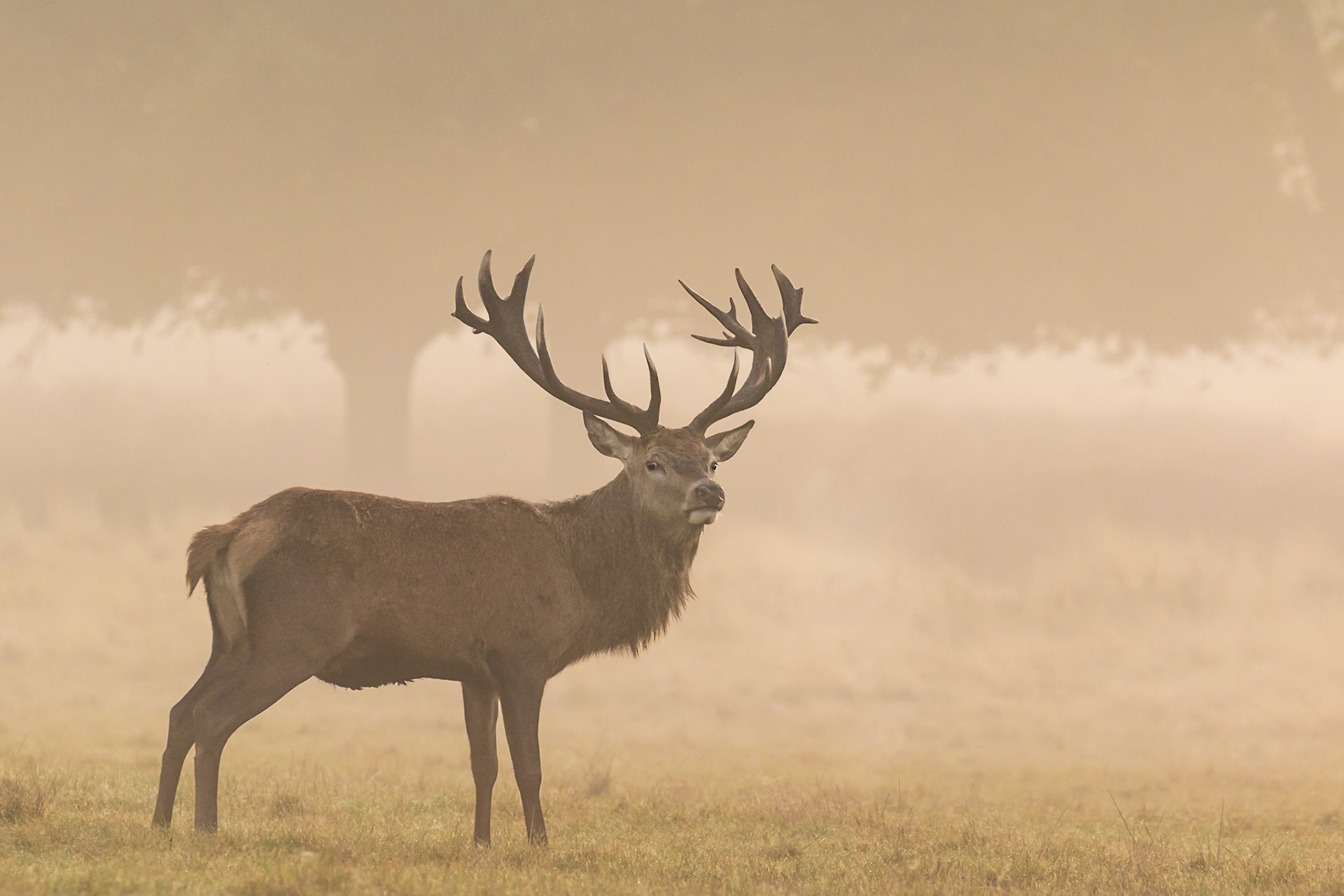 Richmond Park, London, United Kingdom