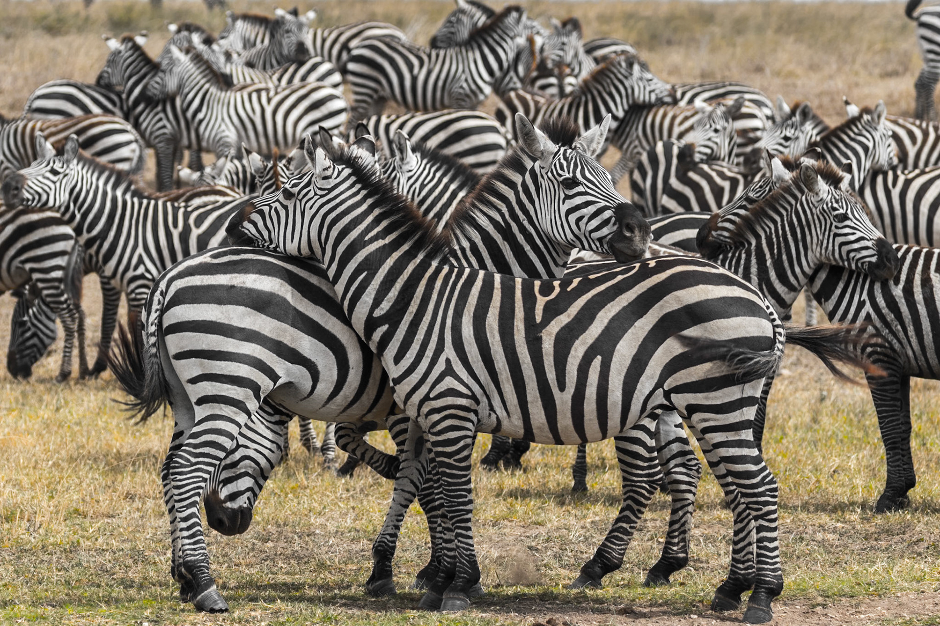Serengeti National Park, Tanzania