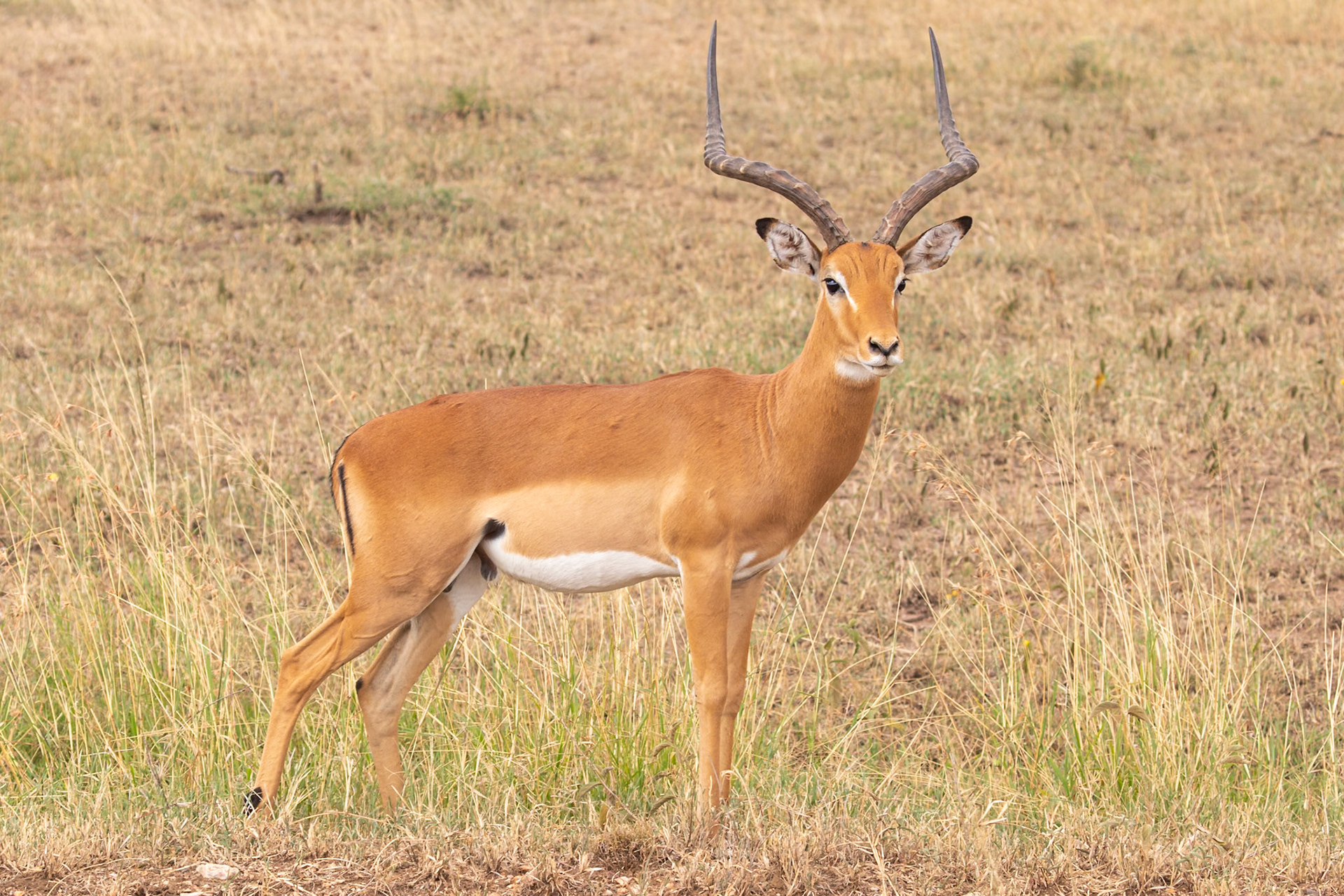 Serengeti National Park, Tanzania