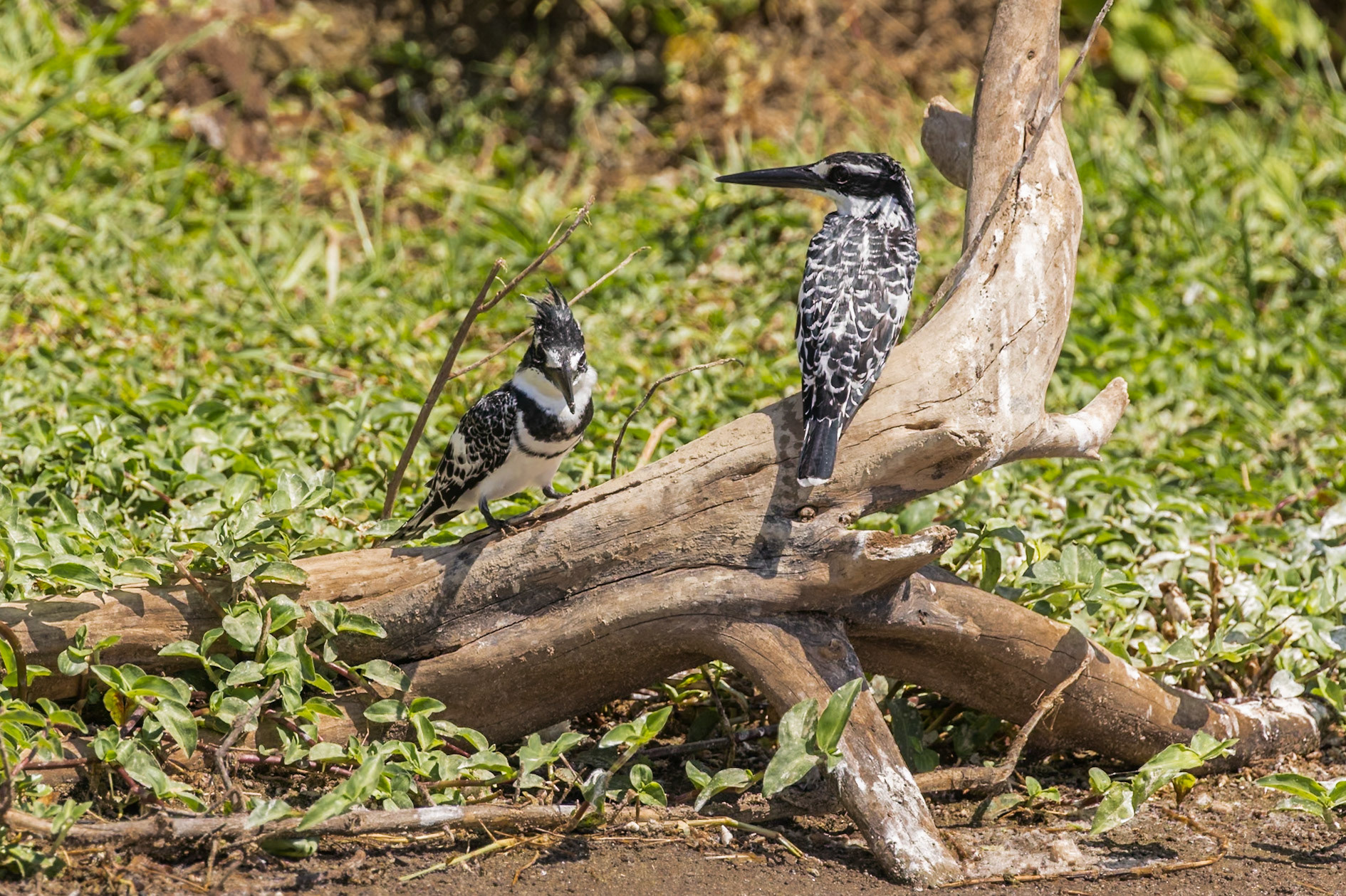 Queen Elizabeth National Park, Uganda