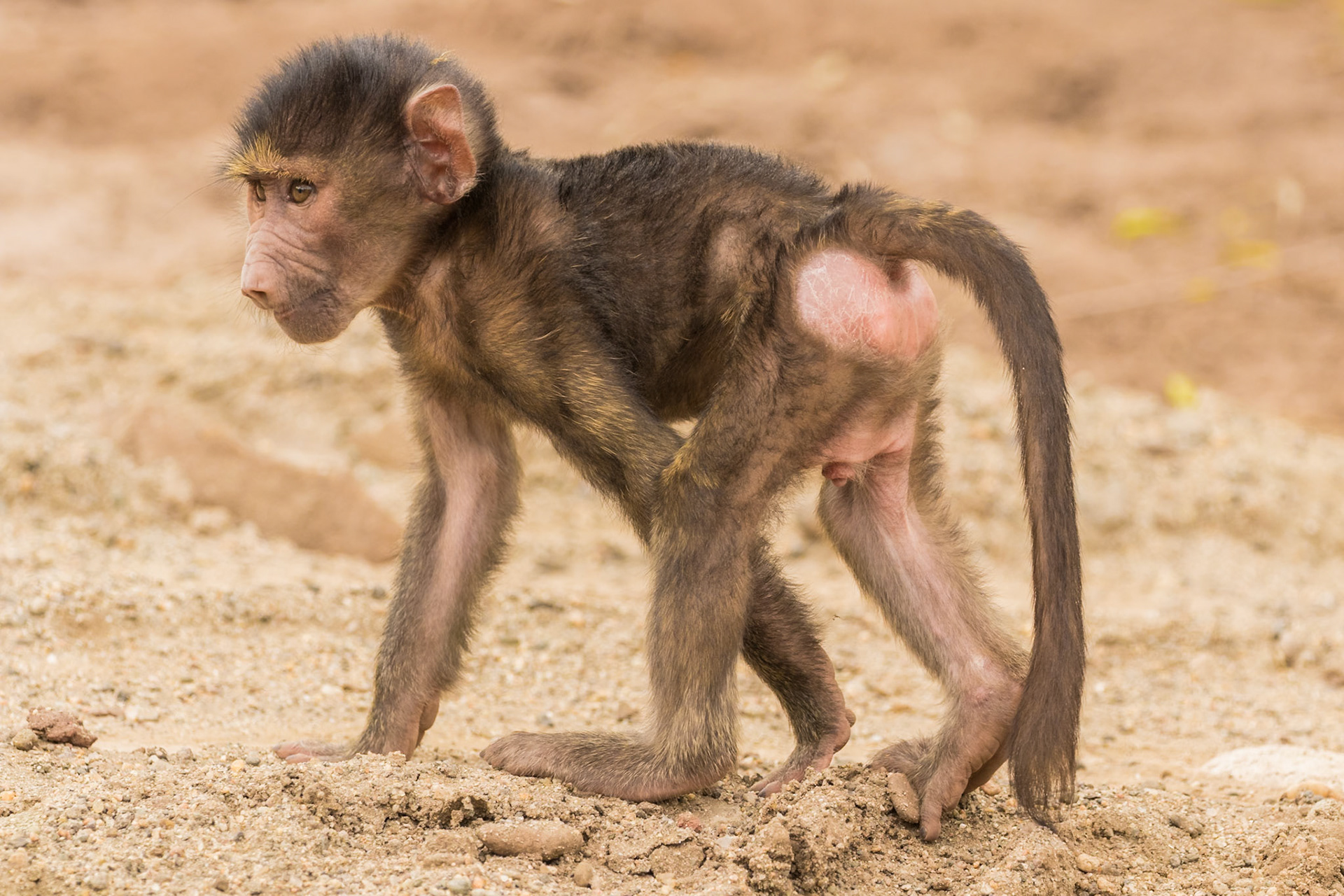 Lake Manyara National Park, Tanzania