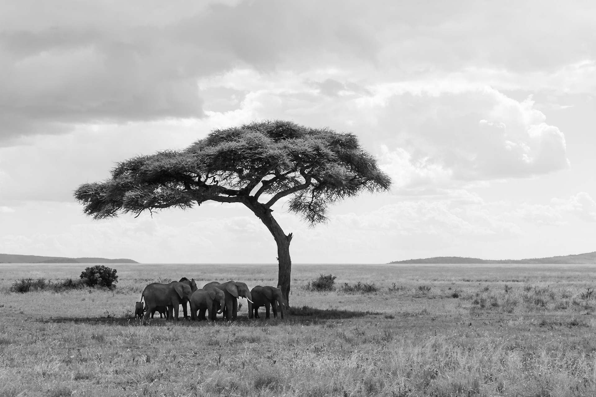 Serengeti National Park, Tanzania