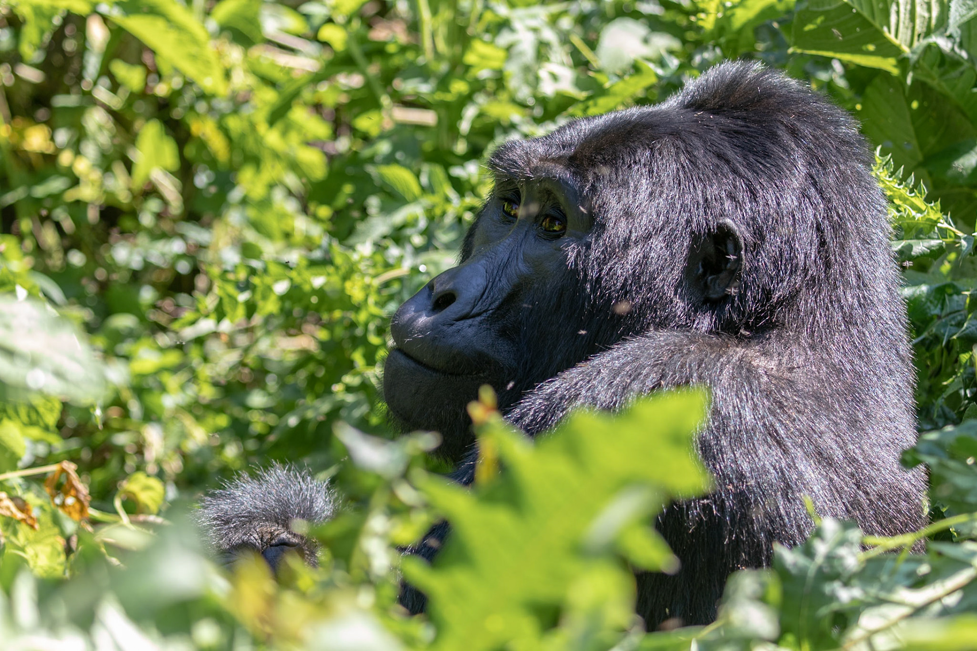Bwindi National Park, Uganda