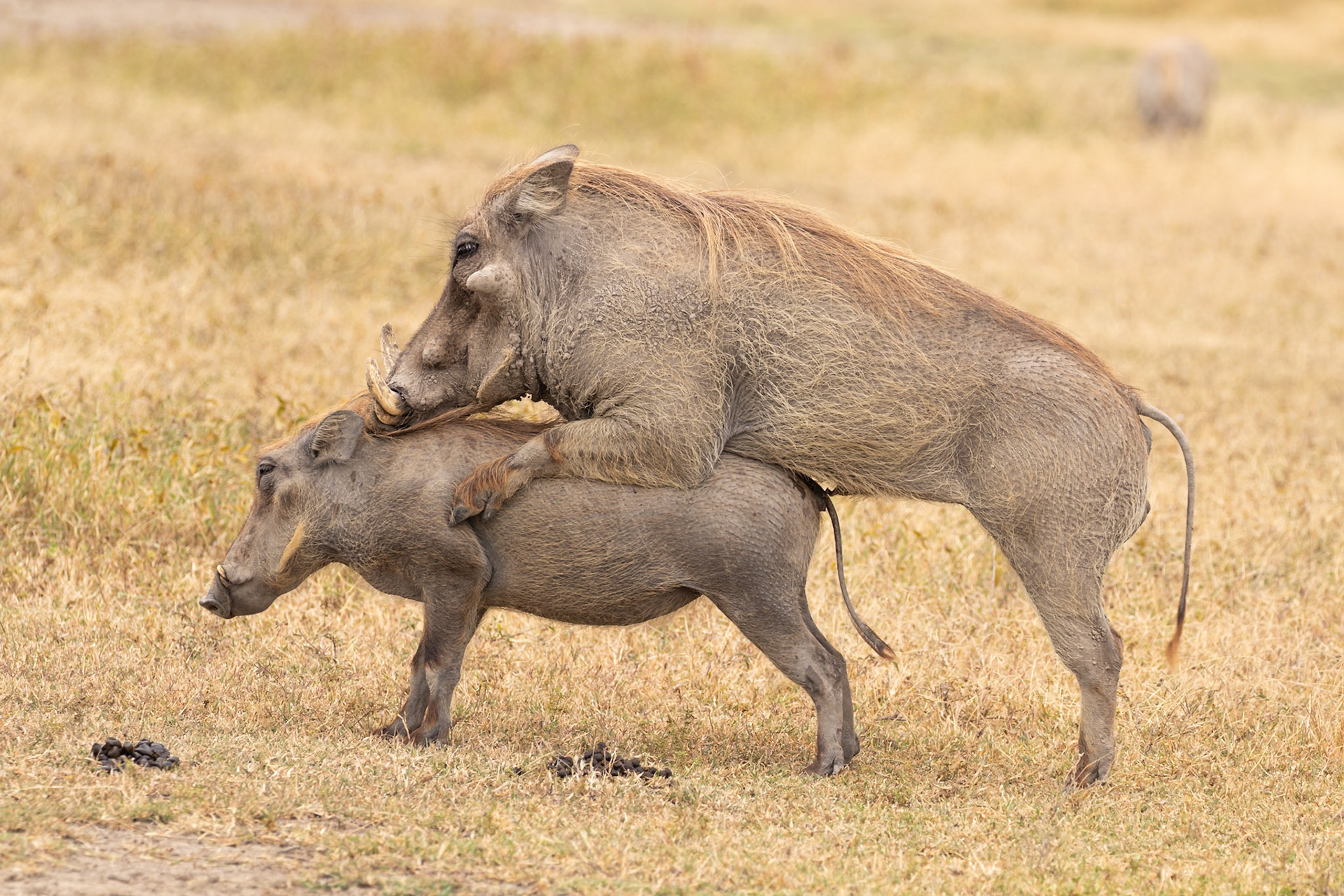 Ngorongoro National Park, Tanzania