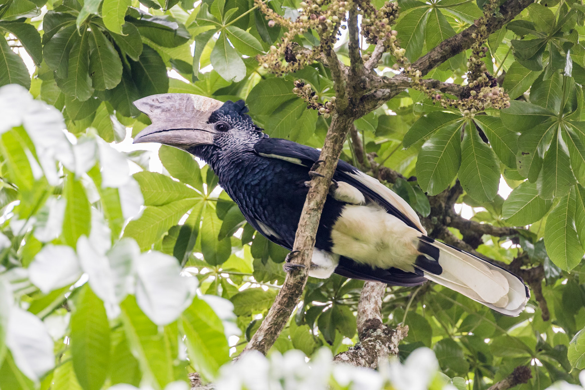 Bigodi Swamp, Uganda