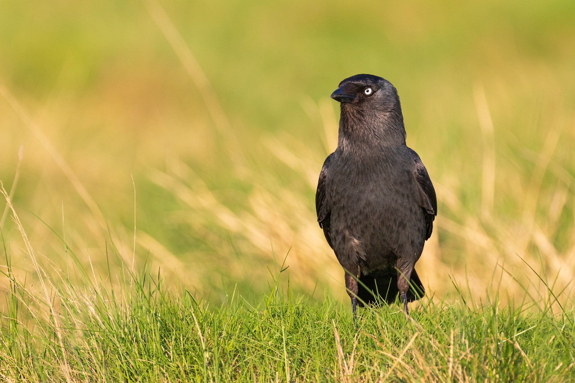 Richmond Park, London, United Kingdom
