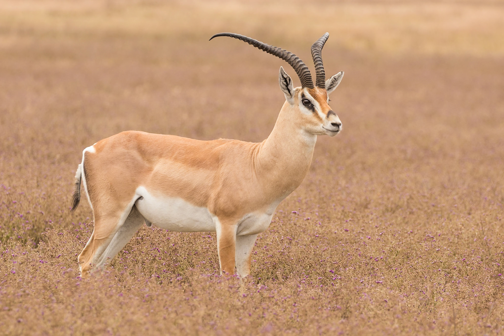 Ngorongoro National Park, Tanzania