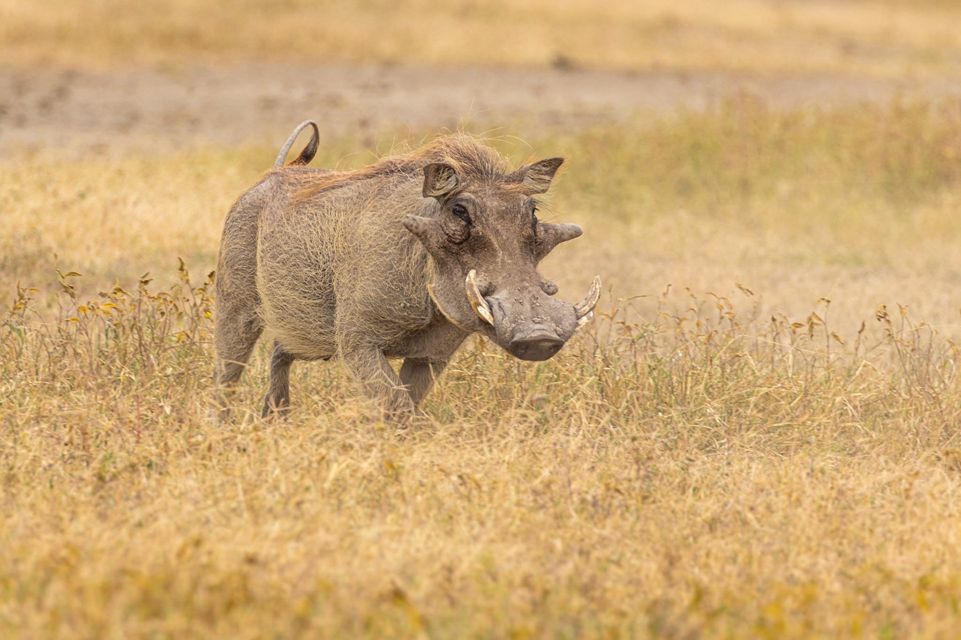 Ngorongoro National Park, Tanzania