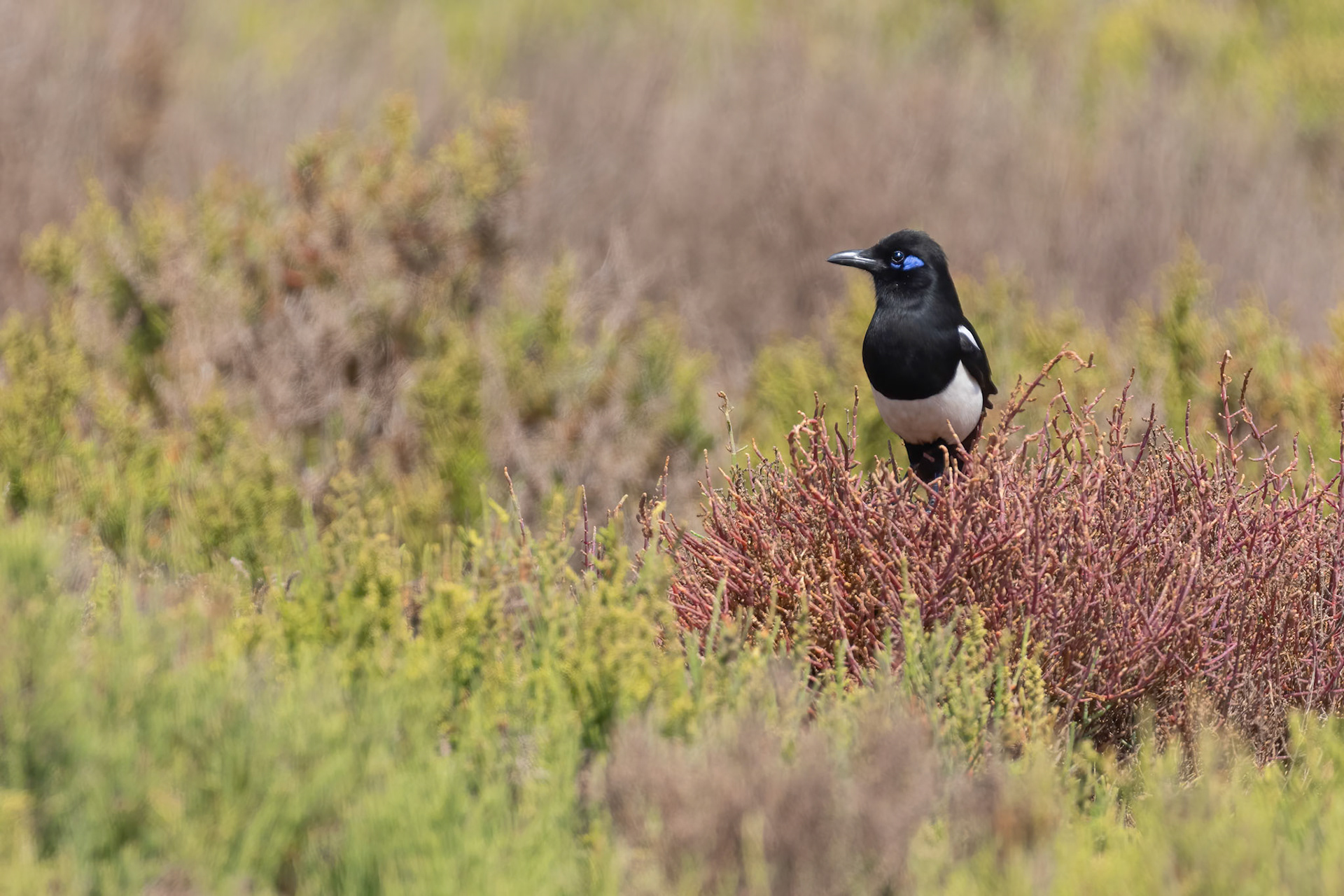 Souss-Massa National Park, Morocco