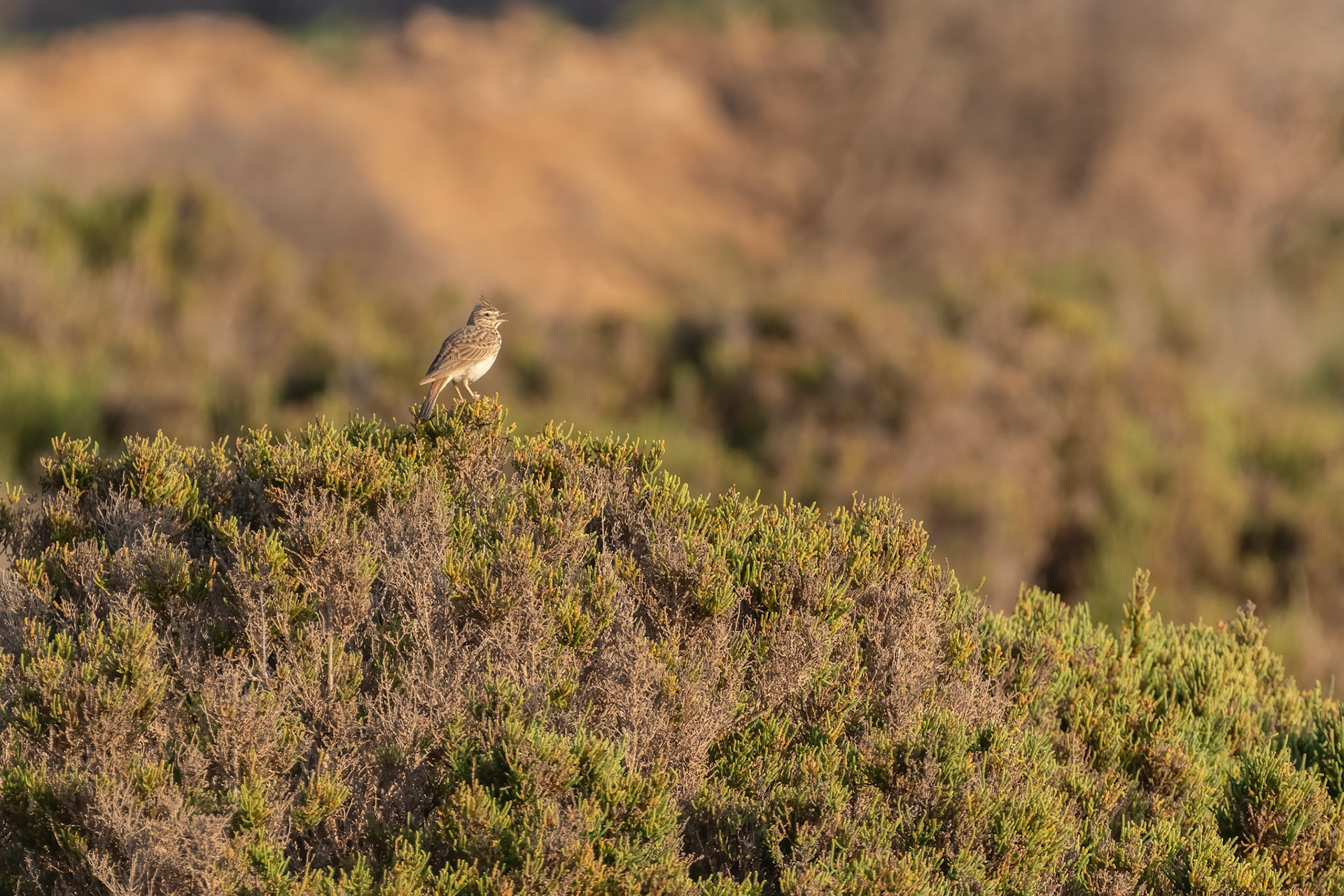 Souss-Massa National Park, Morocco