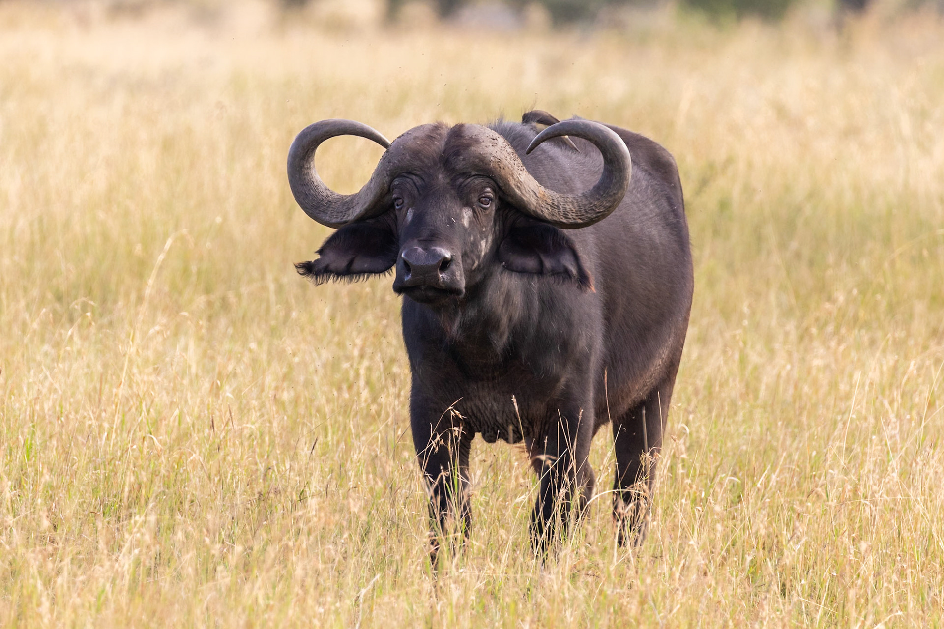Serengeti National Park, Tanzania