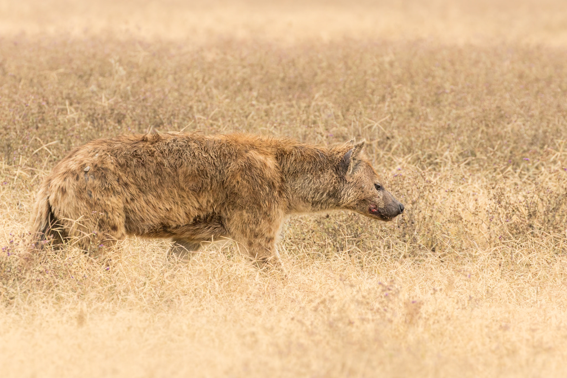 Ngorongoro National Park, Tanzania