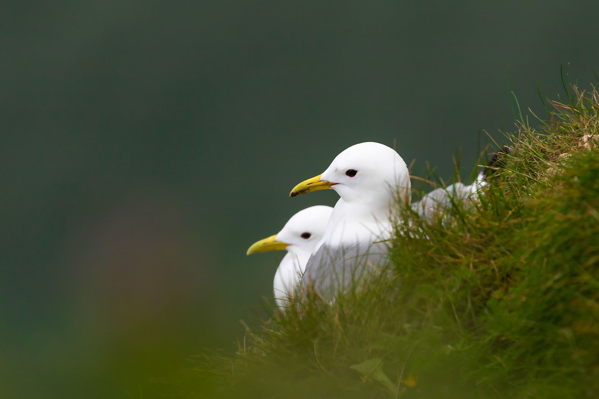 Bempton Cliffs, United Kingdom