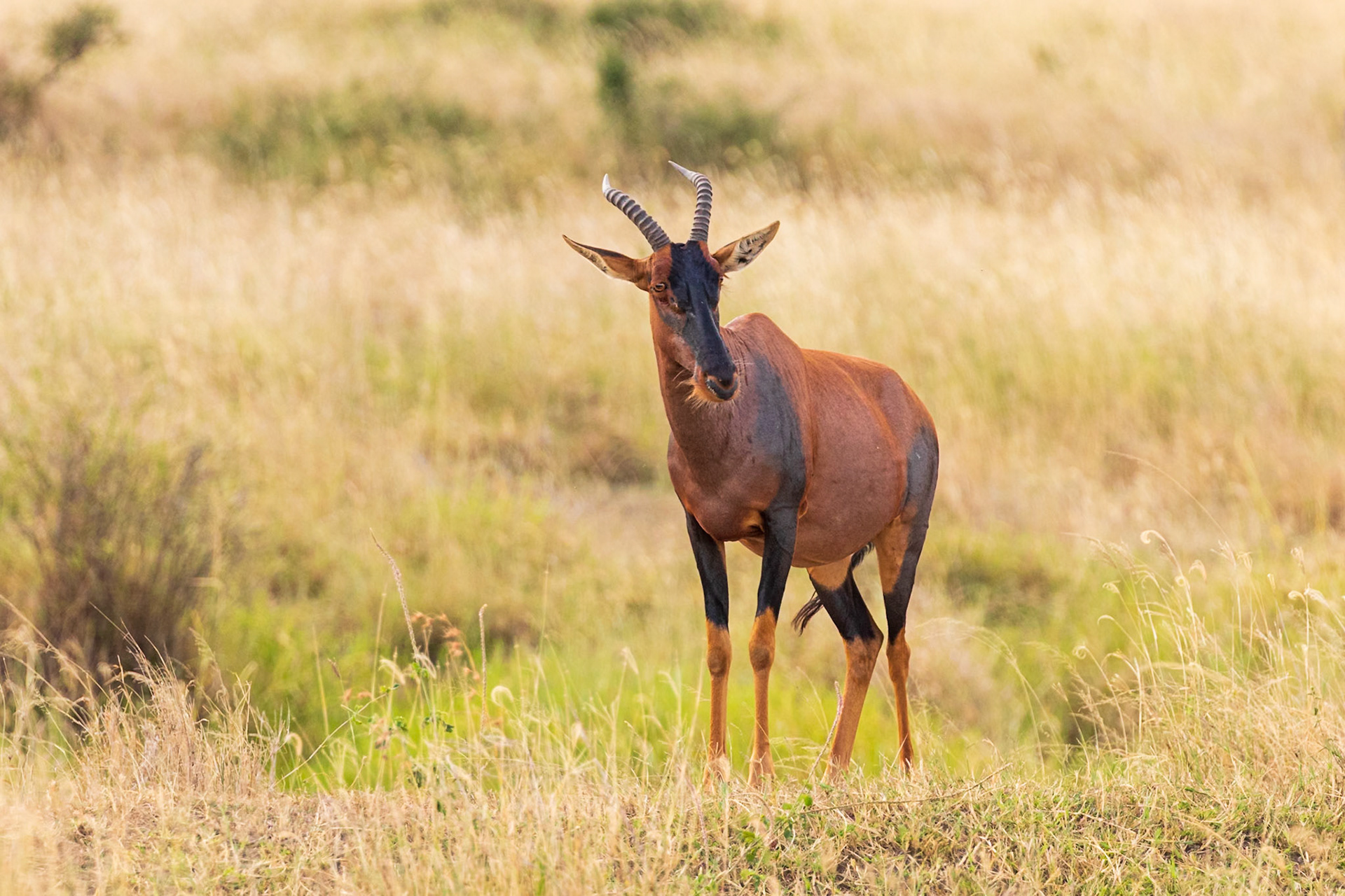 Serengeti National Park, Tanzania