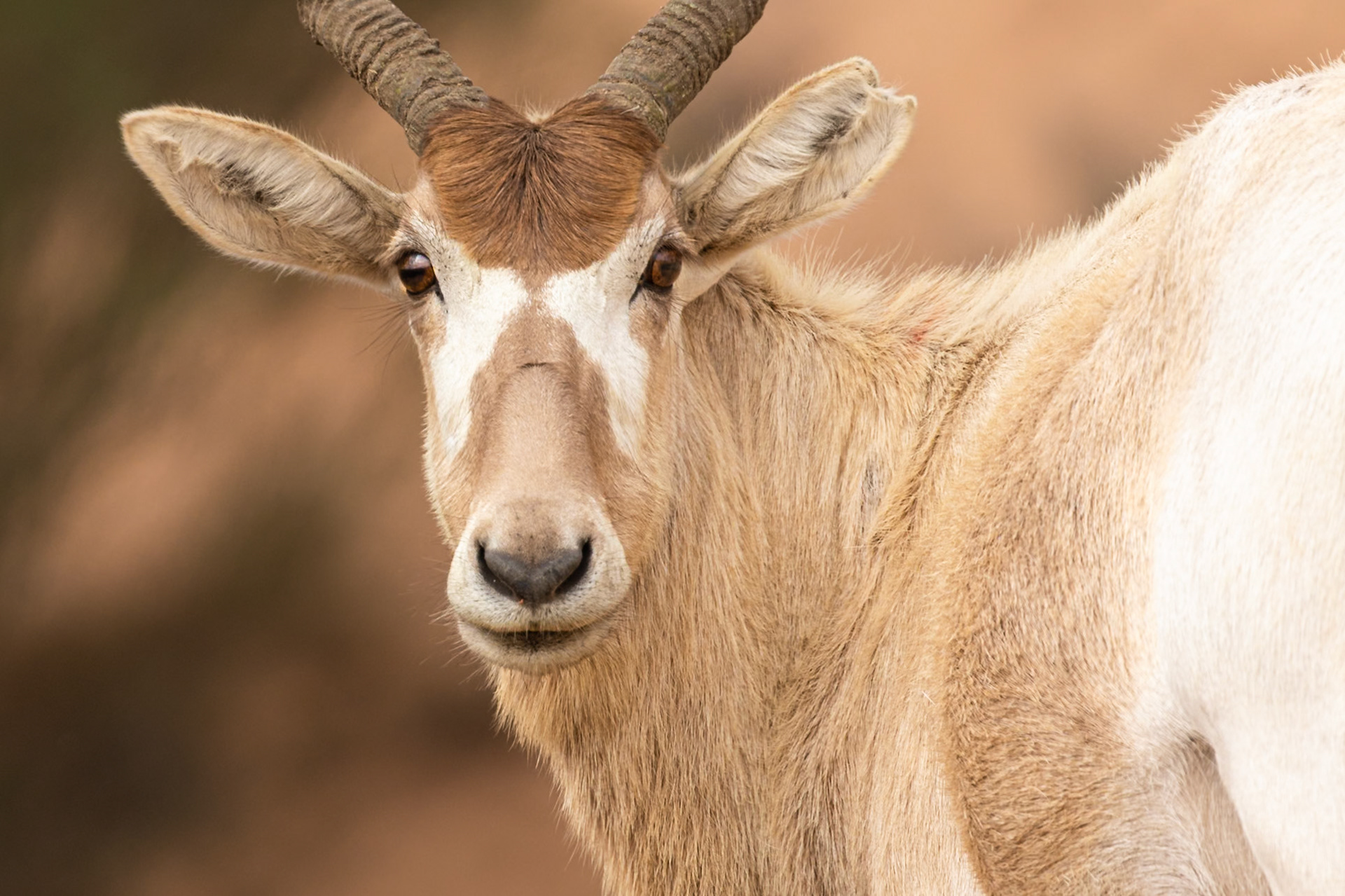 Souss-Massa National Park, Morocco