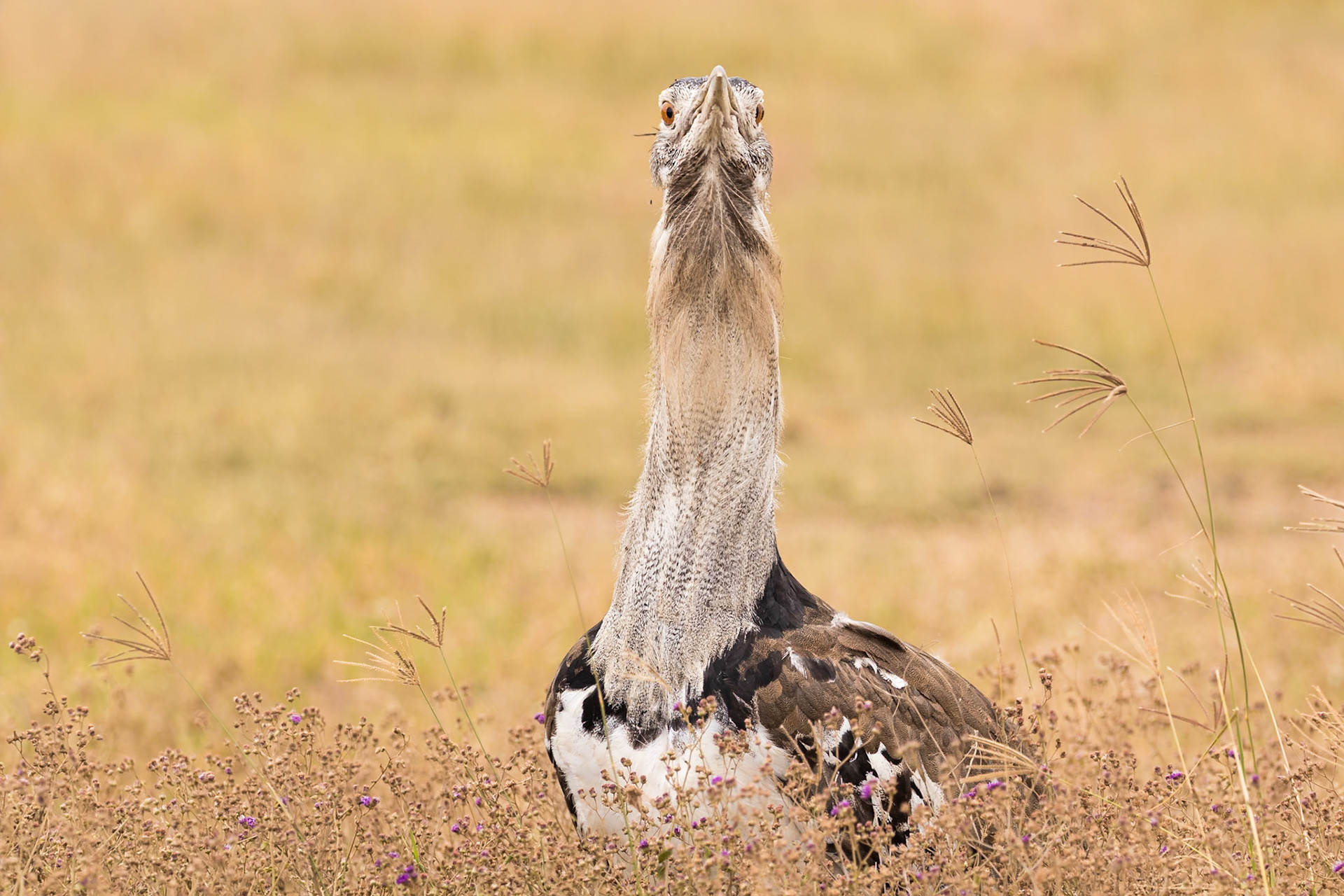 Ngorongoro National Park, Tanzania