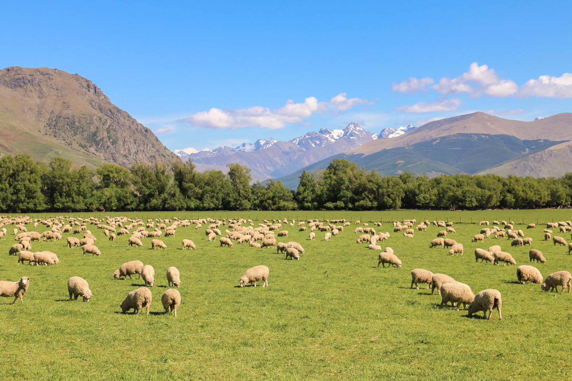 Sheep, New Zealand