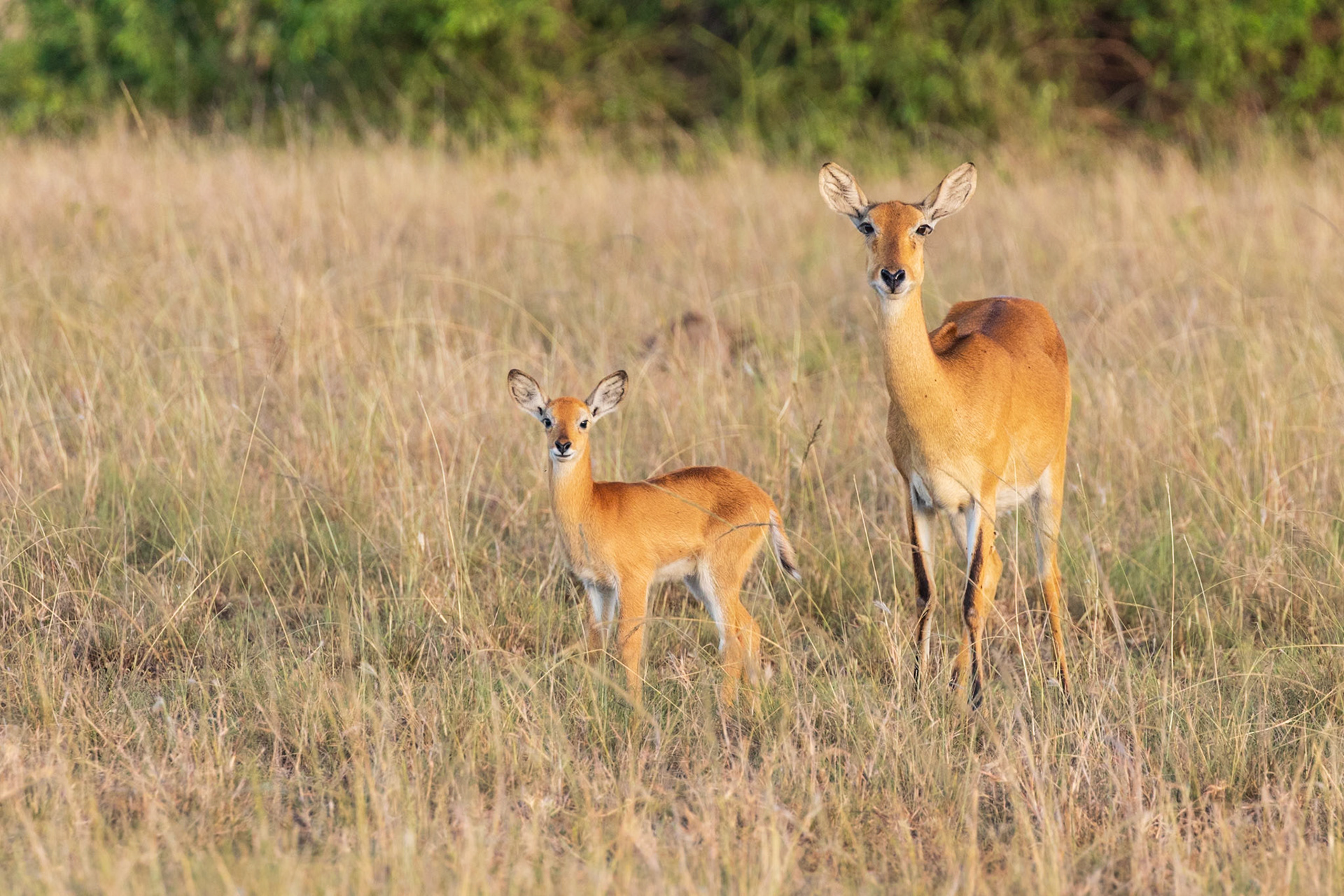 Queen Elizabeth National Park, Uganda
