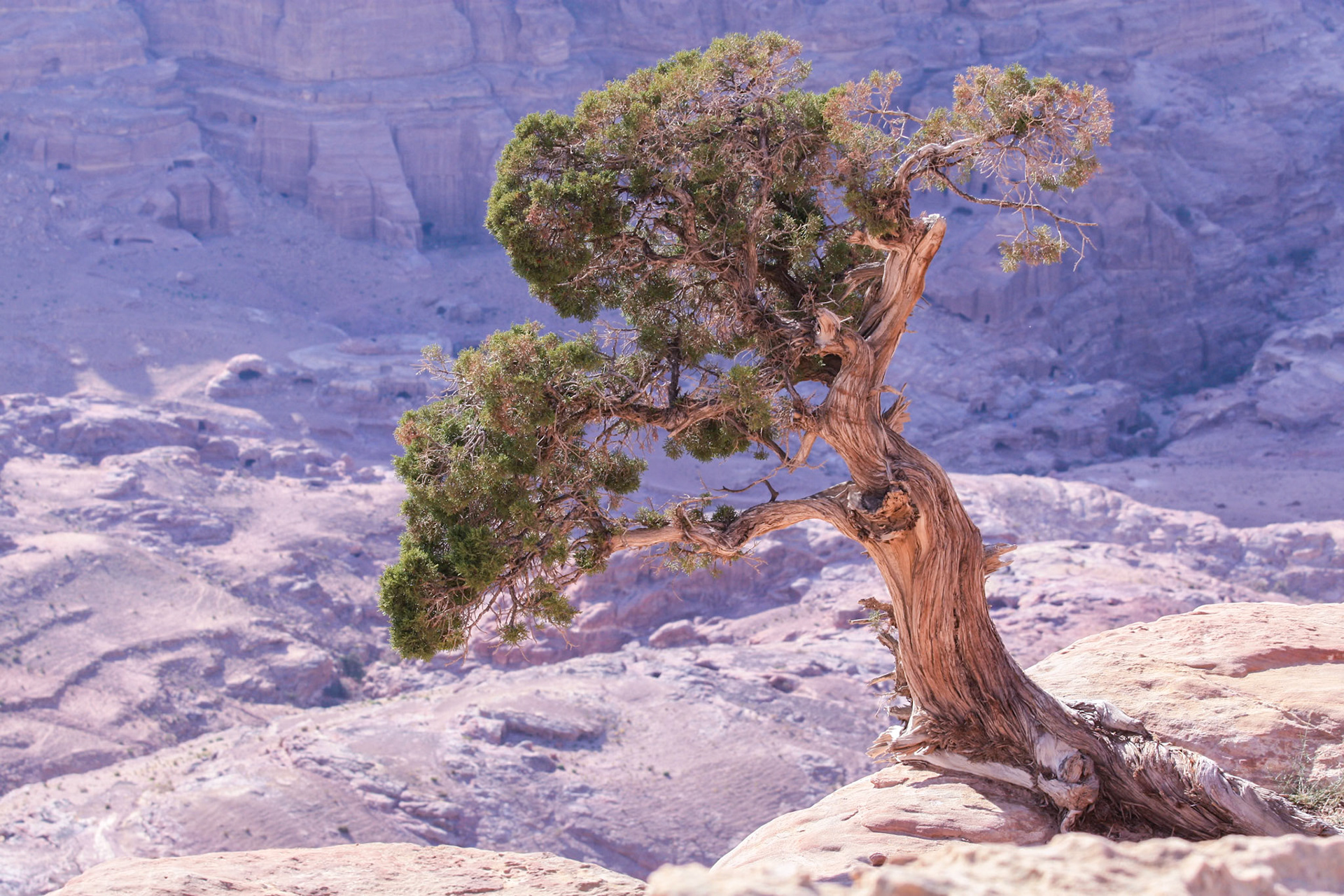 A lonely at the high place of sacrifice in Petra, Jordan