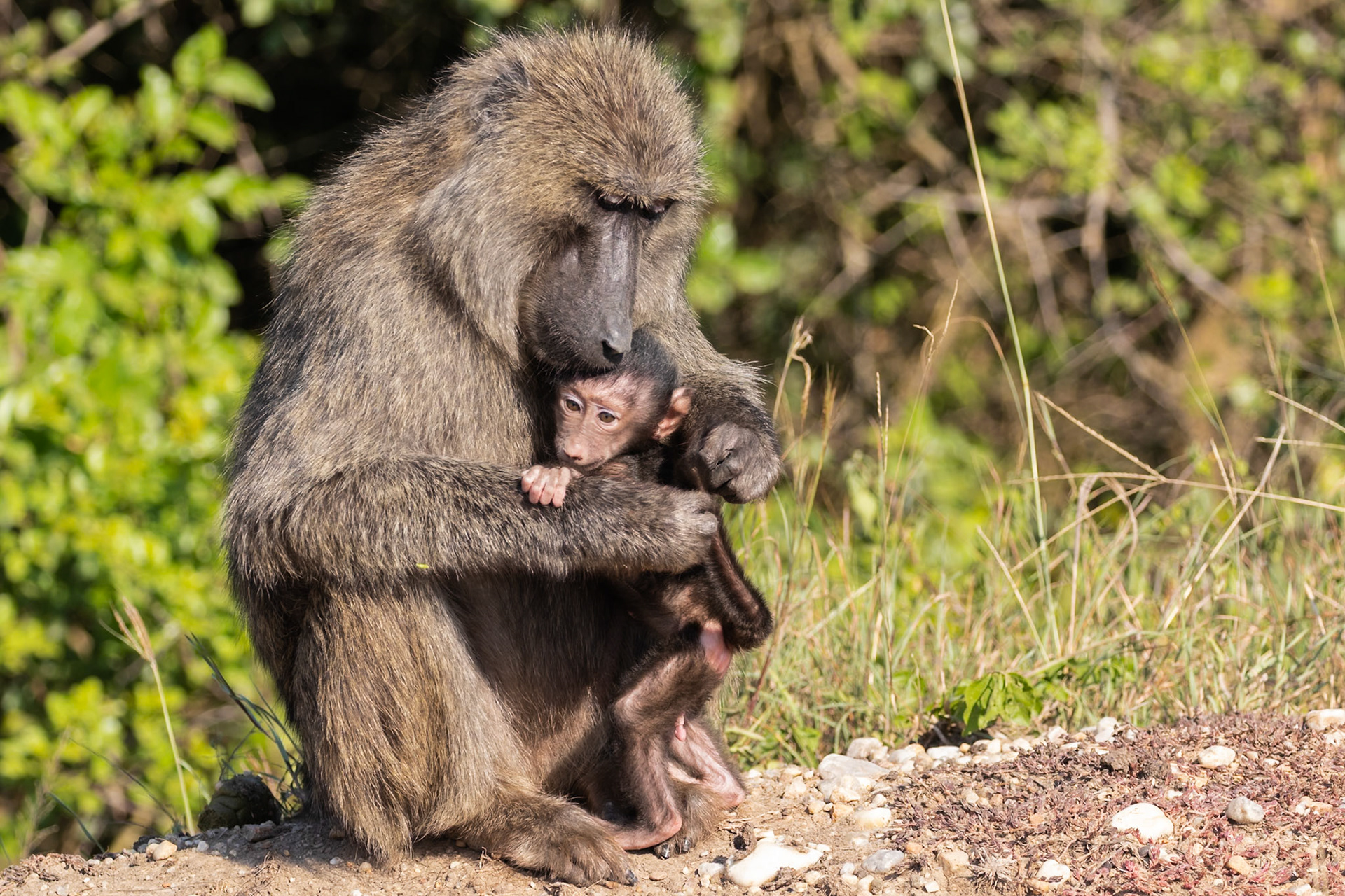 Queen Elizabeth National Park, Uganda