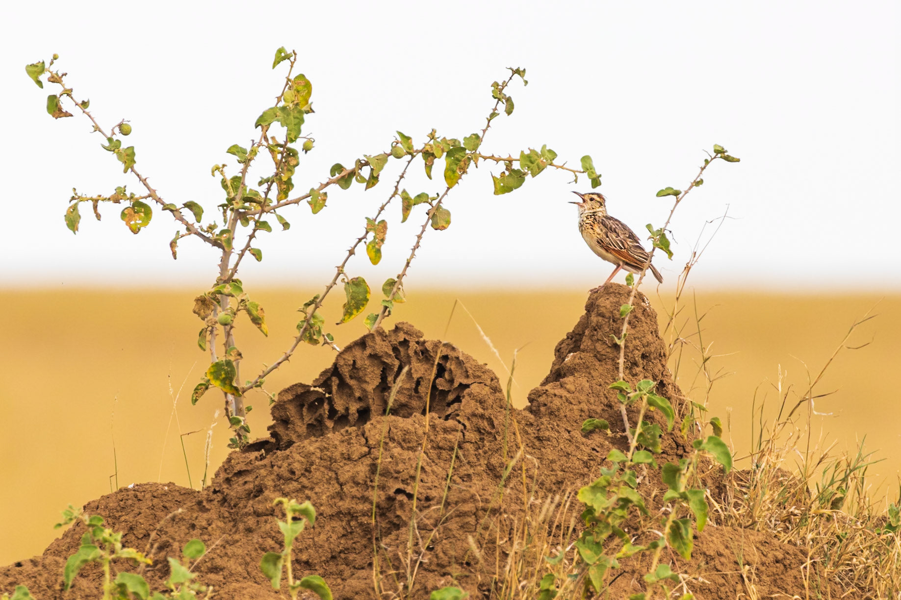 Serengeti National Park, Tanzania