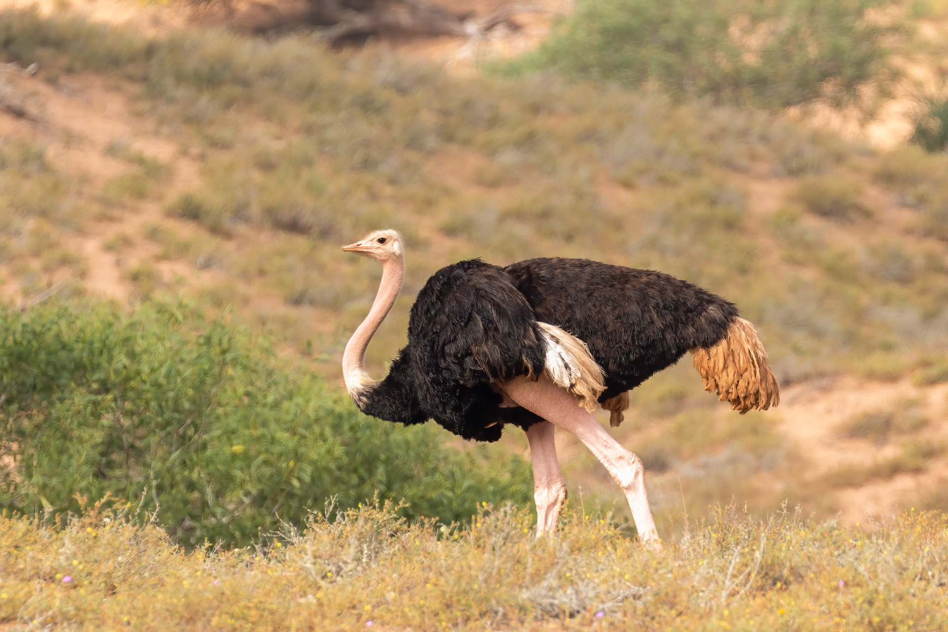 Souss-Massa National Park, Morocco