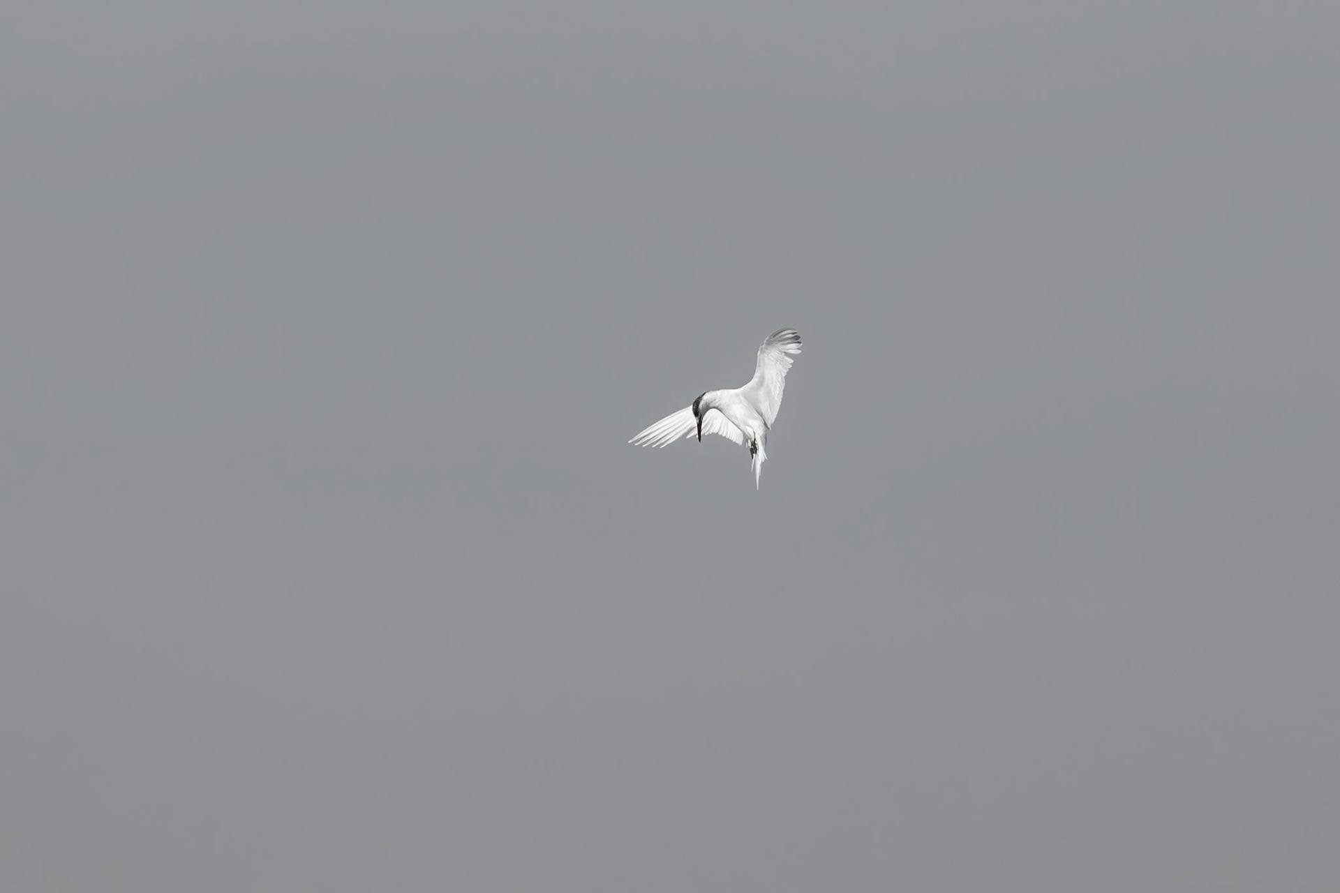 Souss-Massa National Park, Morocco