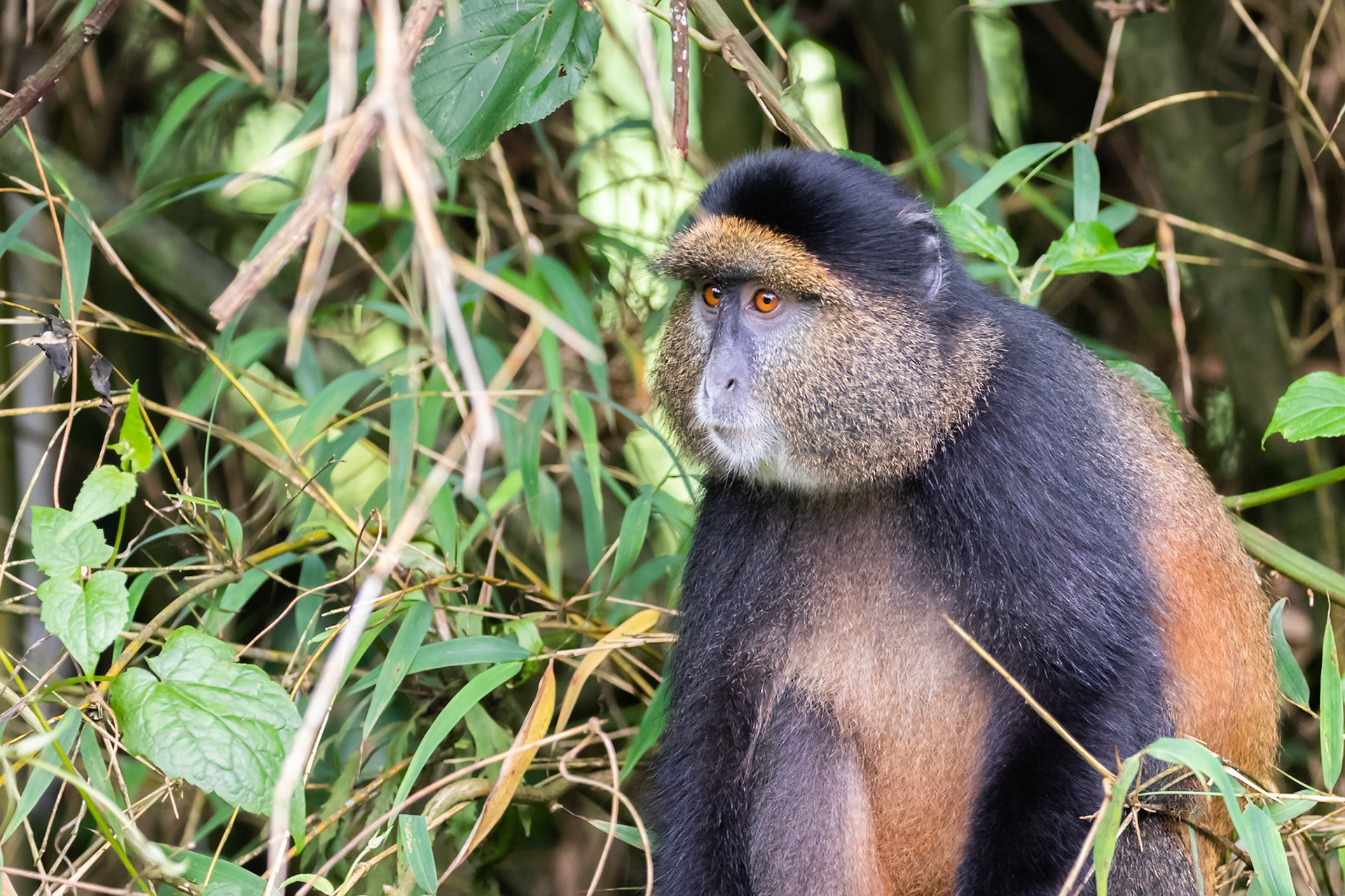 Volcanoes National Park, Rwanda
