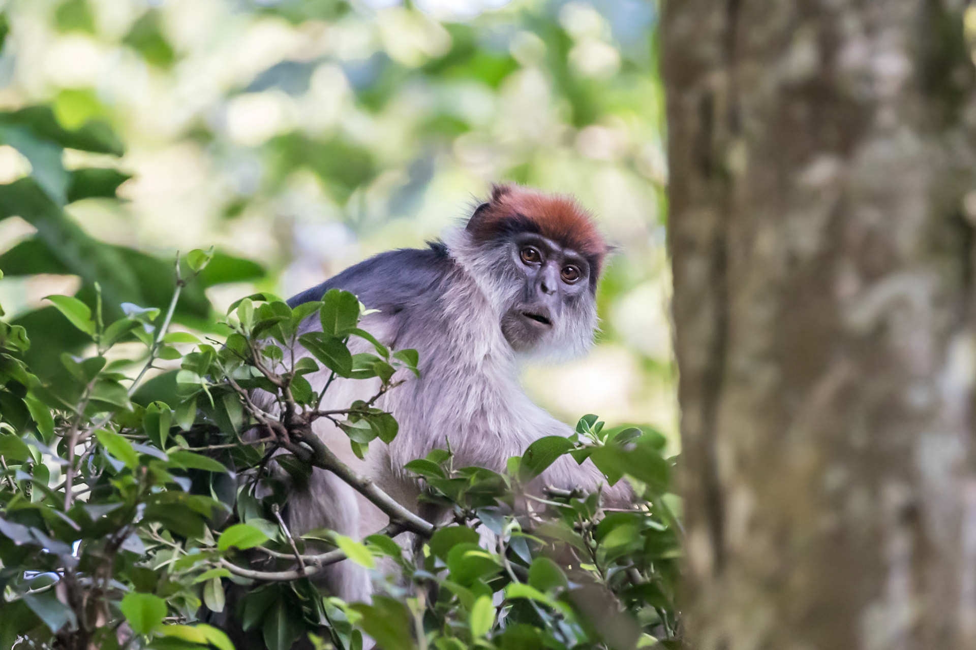 Bigodi Swamp, Uganda