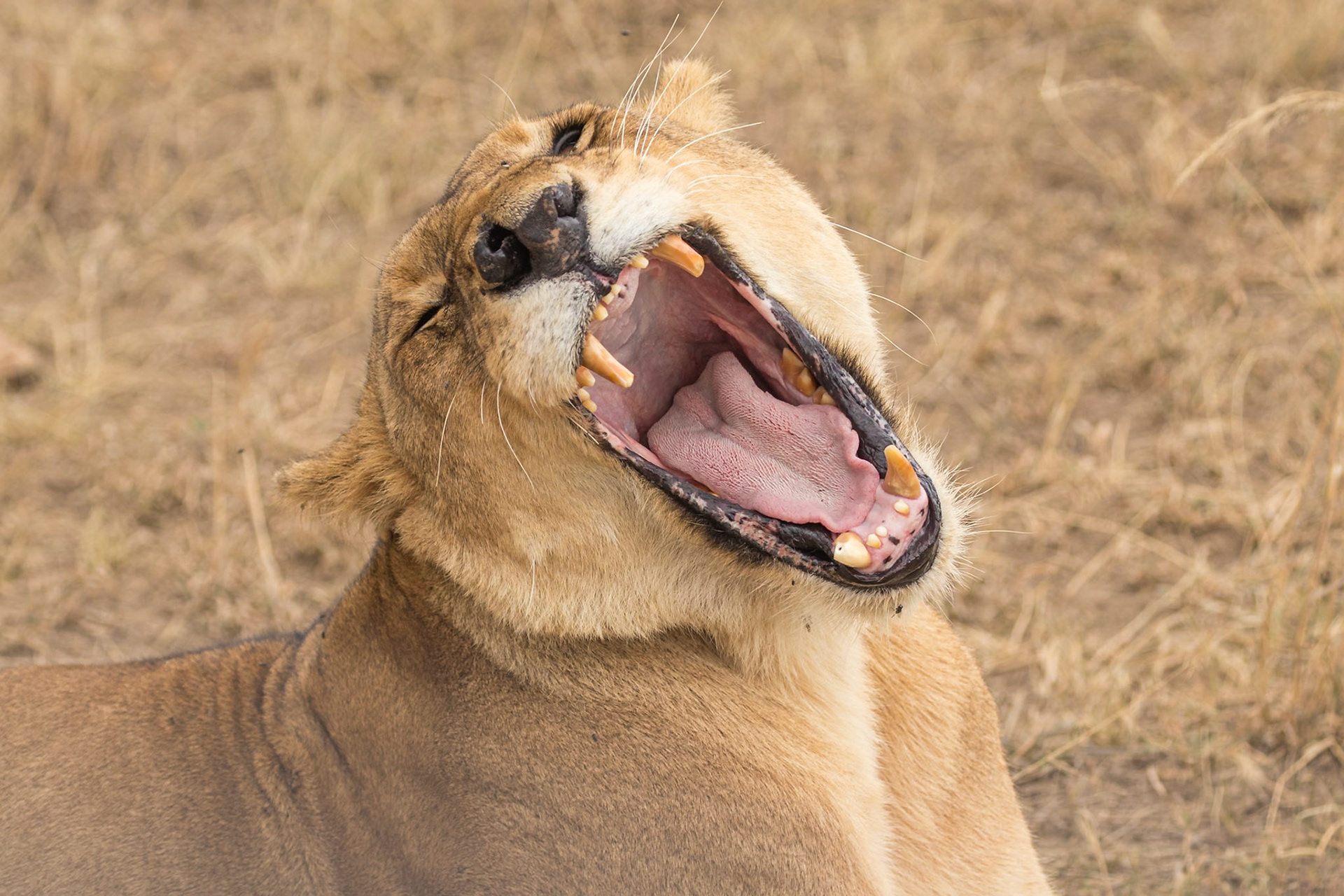 Serengeti National Park, Tanzania