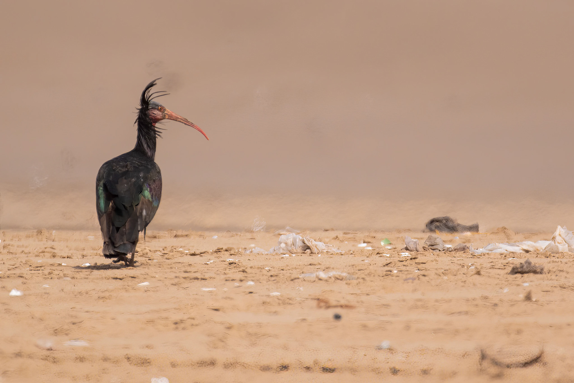 Souss-Massa National Park, Morocco