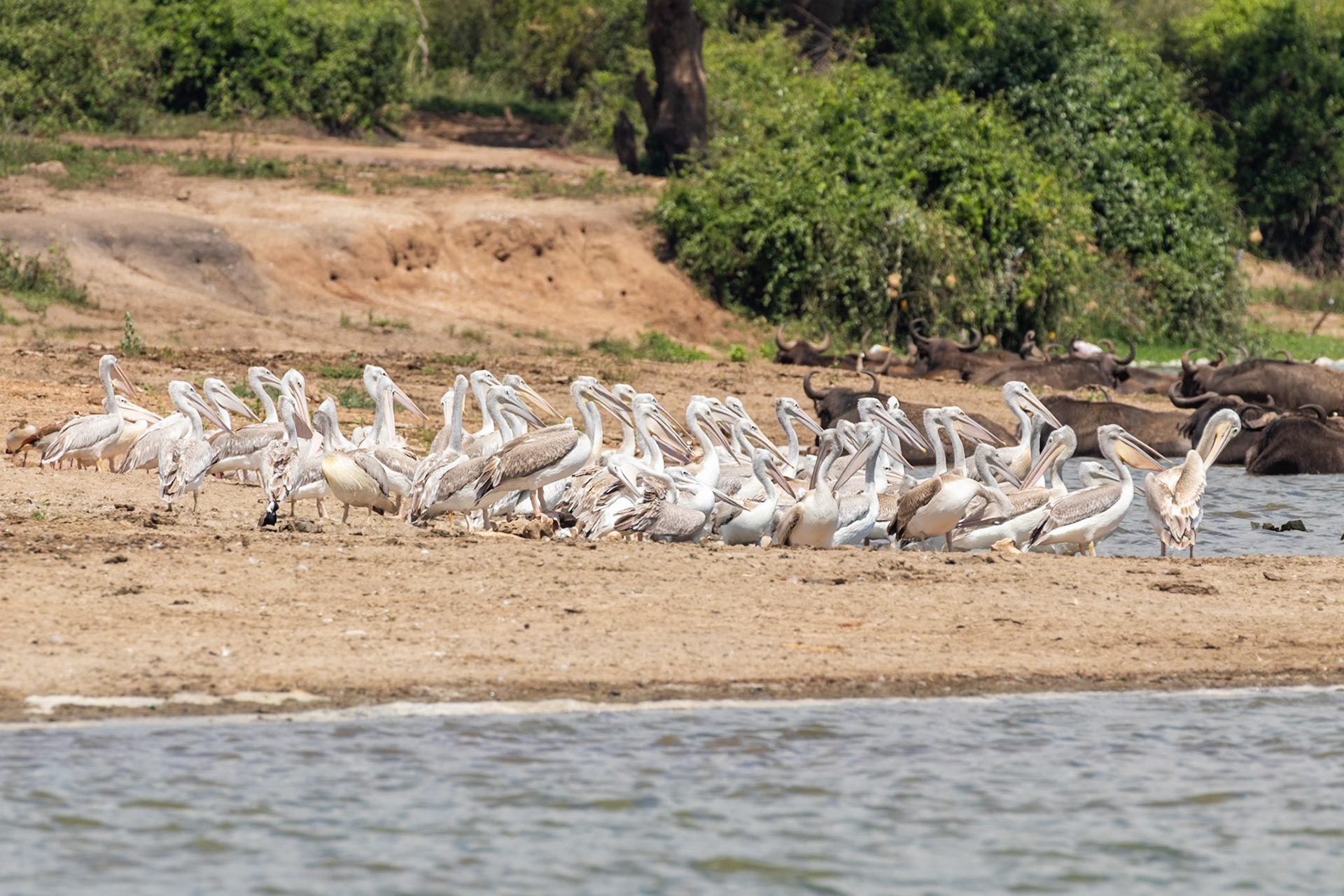 Queen Elizabeth National Park, Uganda