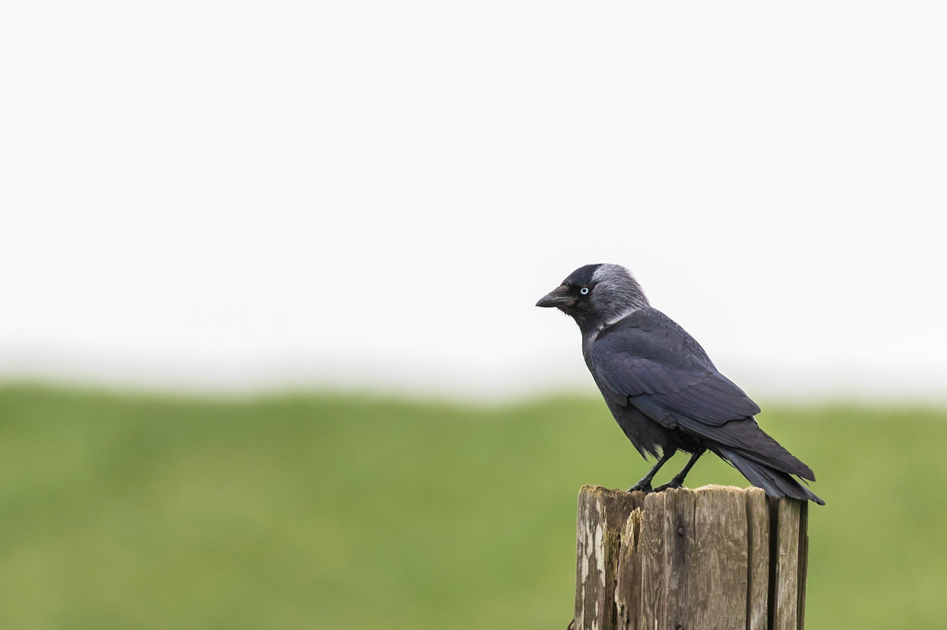Bempton Cliffs, United Kingdom