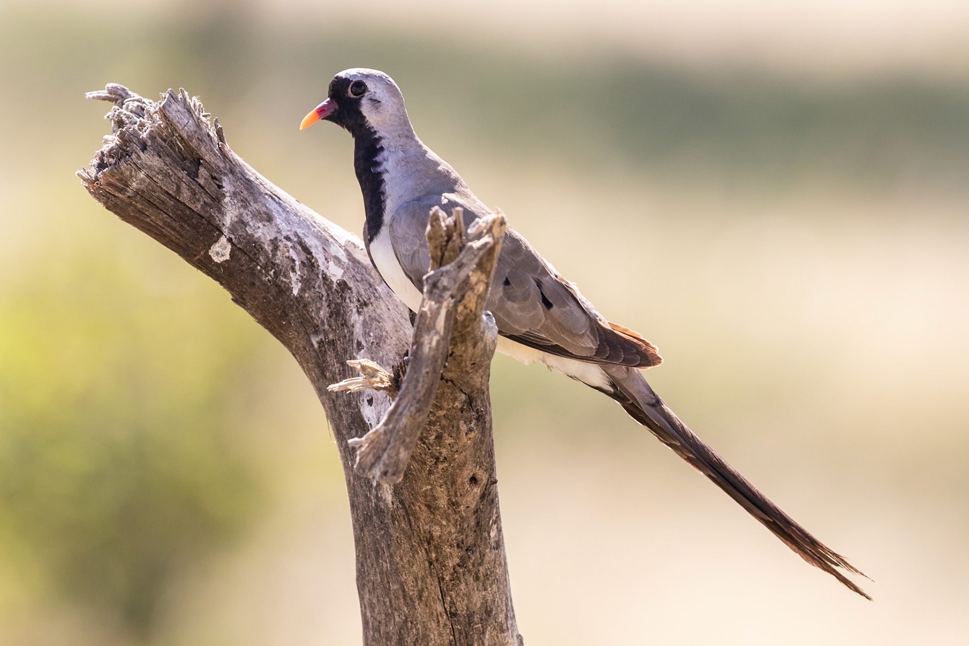 Tarangire National Park, Tanzania