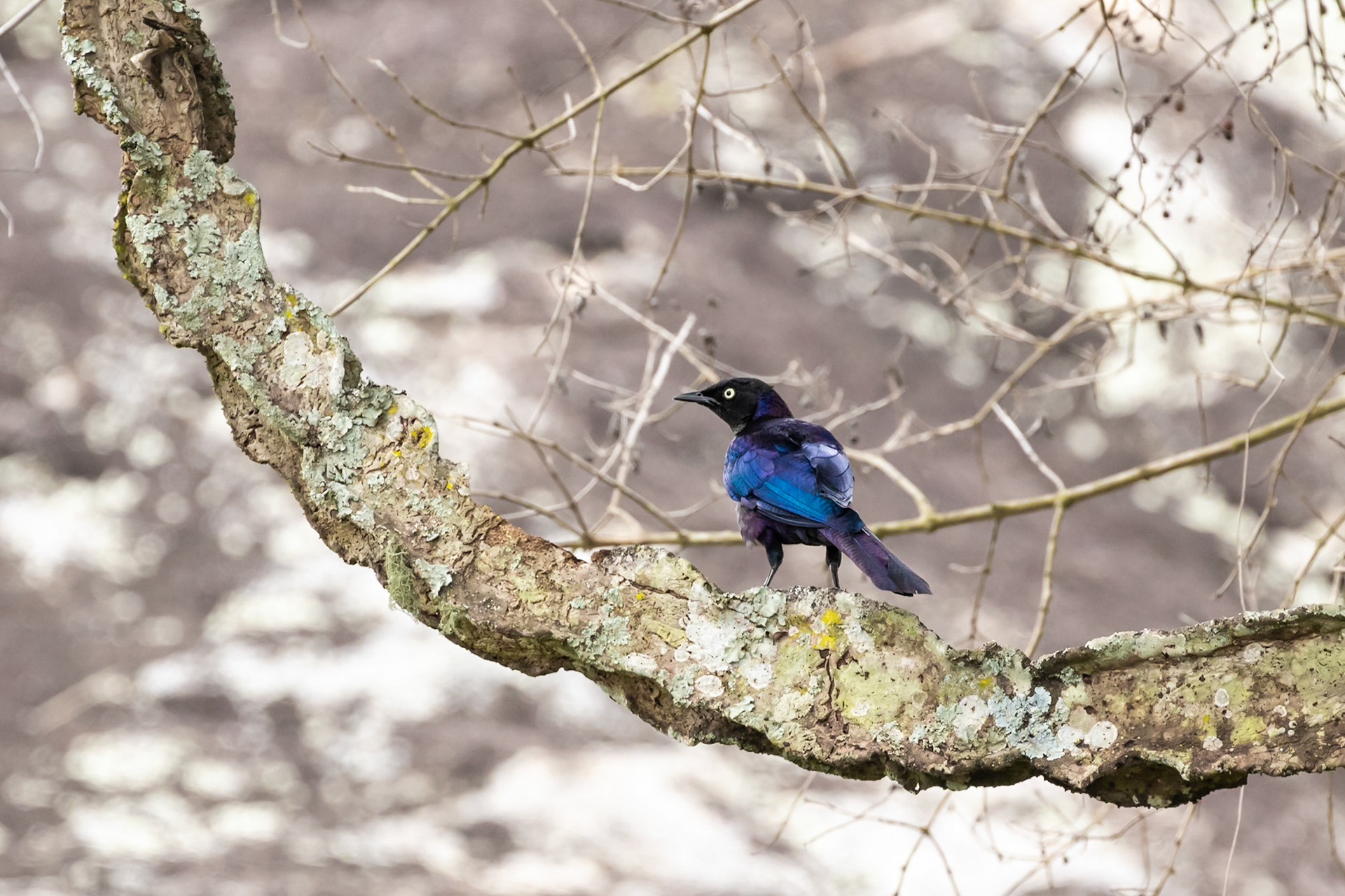 Lake Mburo National Park, Uganda