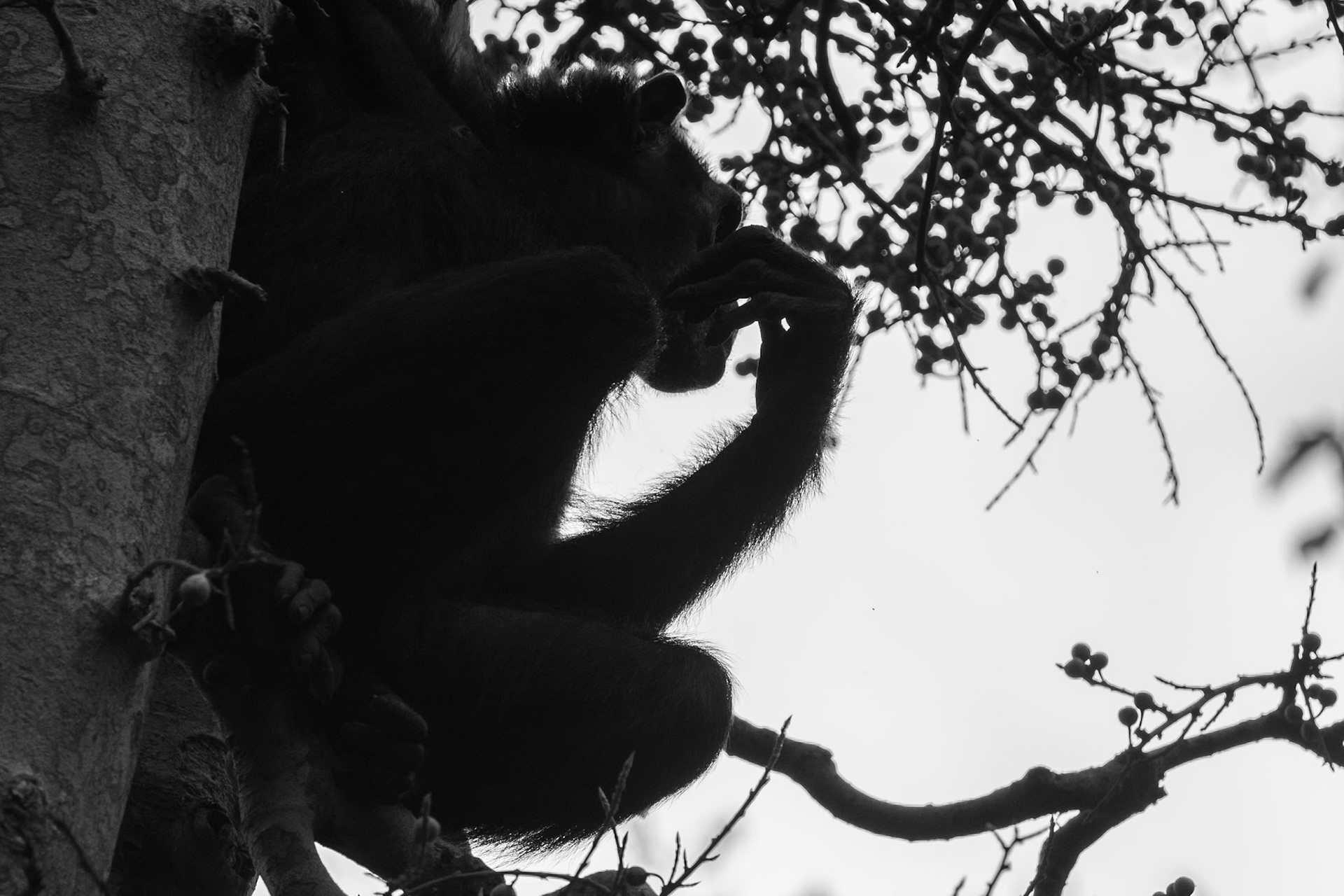 Kibale Forest National Park, Uganda