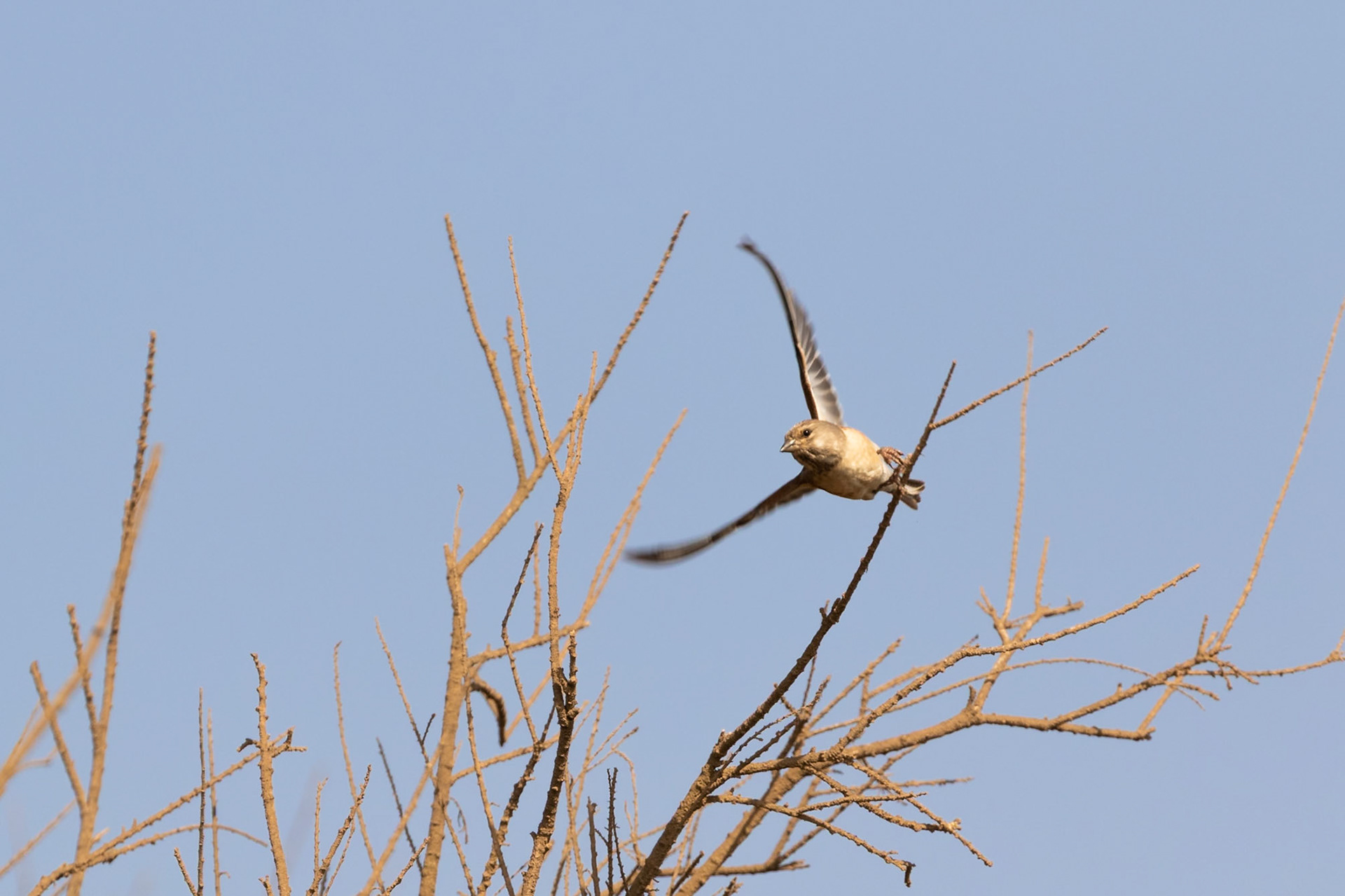 Souss-Massa National Park, Morocco